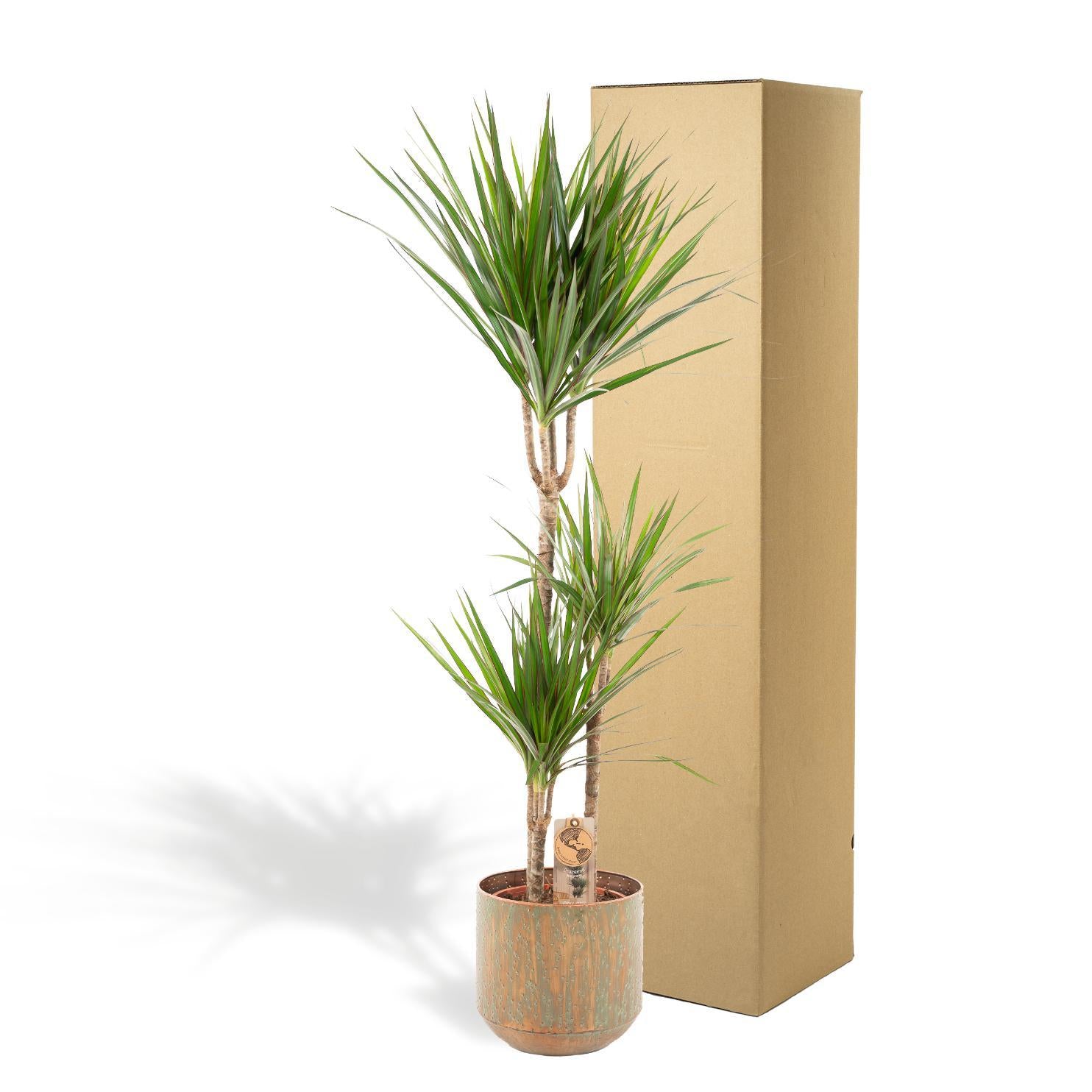 Dracaena Marginata im Topf bestellen online