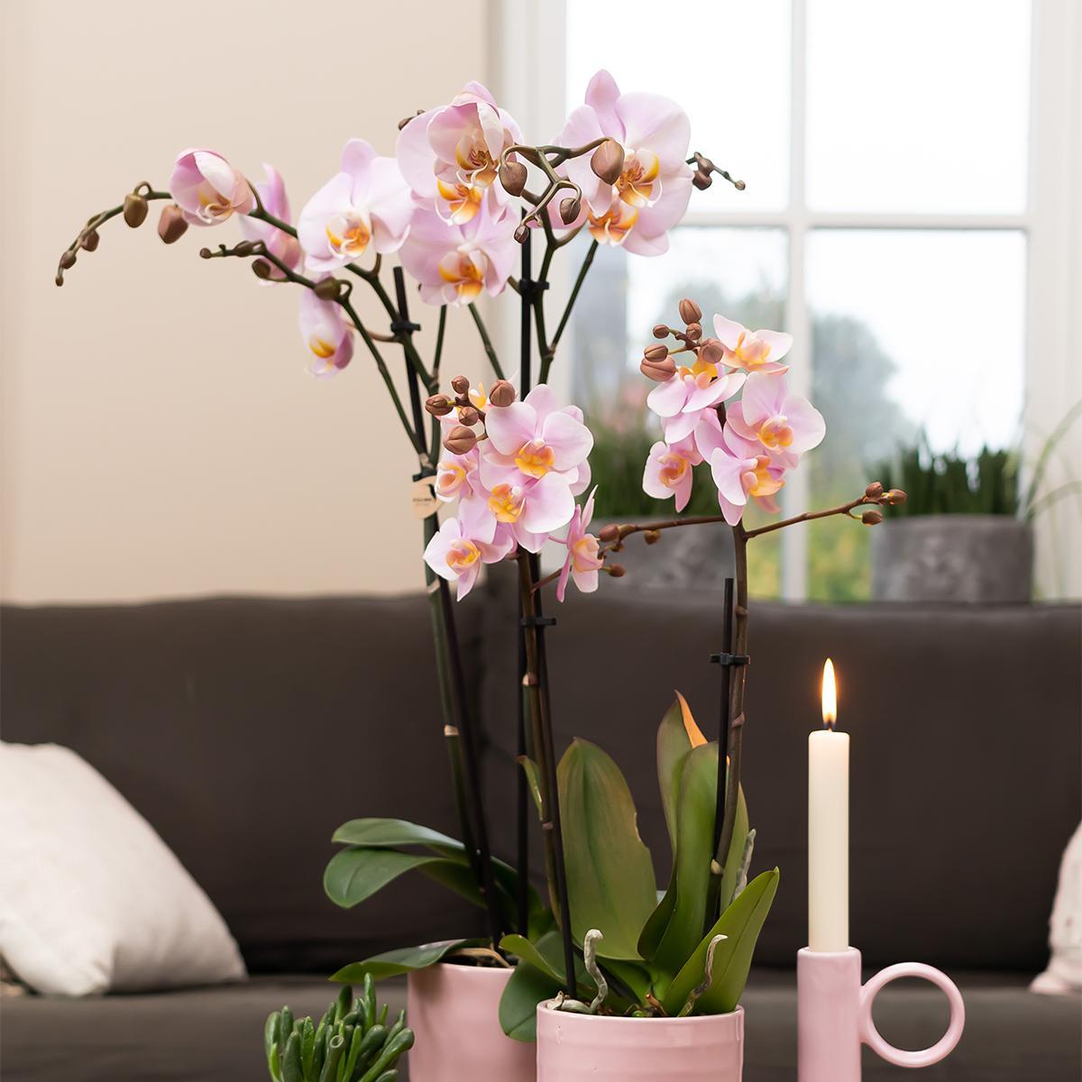 Rosa Phalaenopsis-Orchidee online kaufen