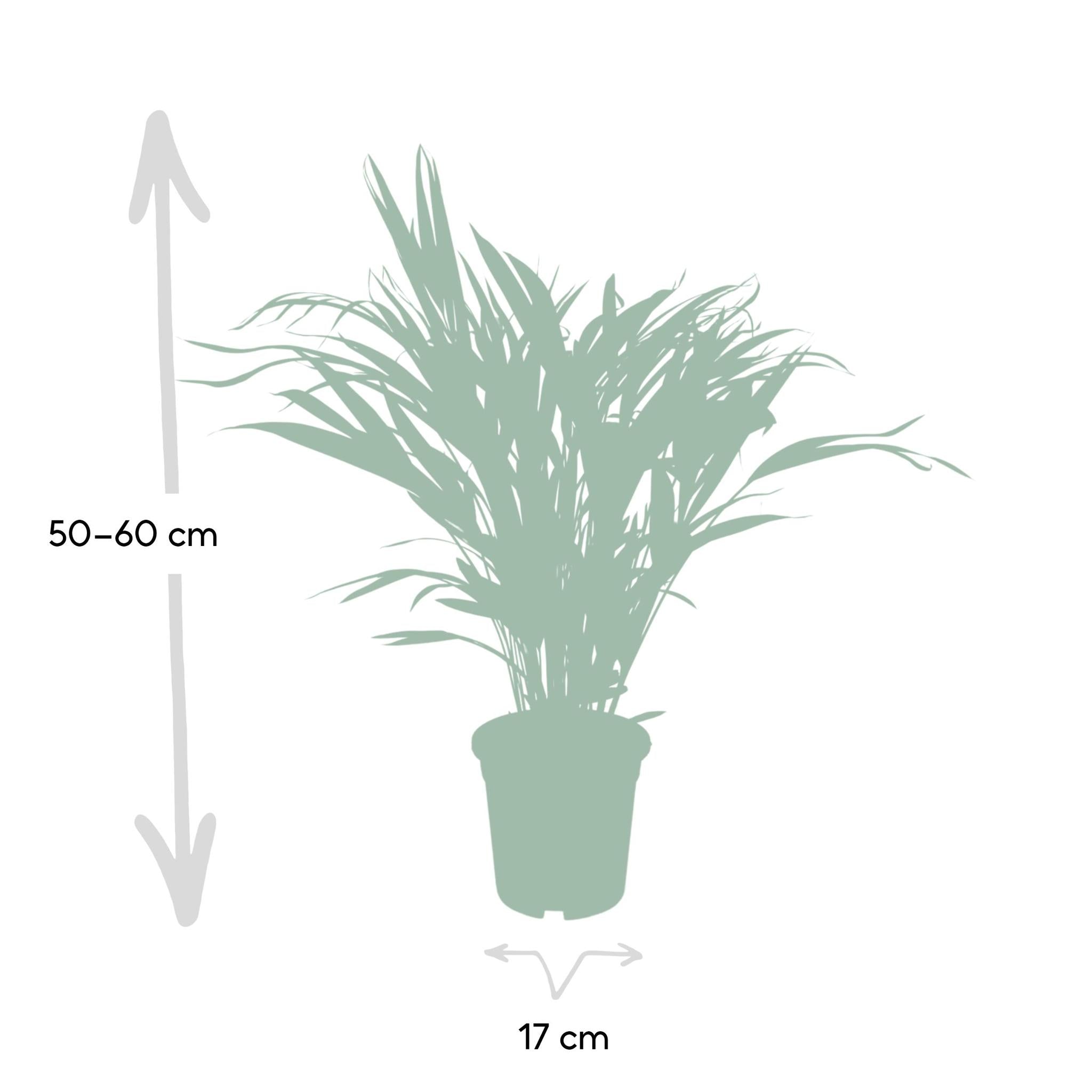 Palme Areca  Bestellen