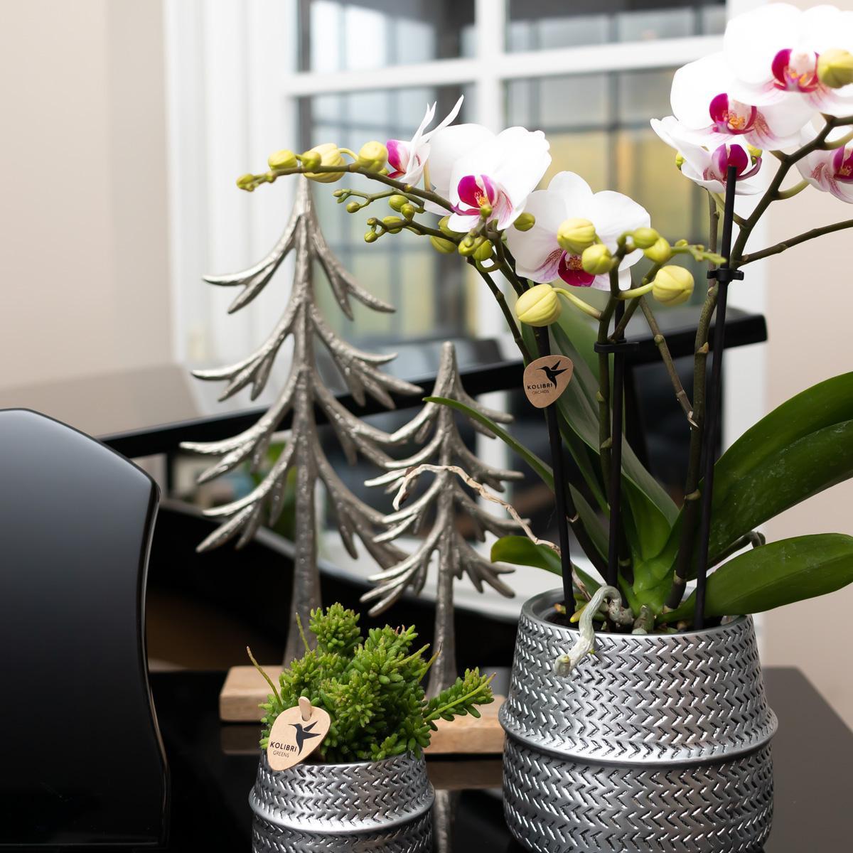 Weiße und rosa Orchidee online kaufen