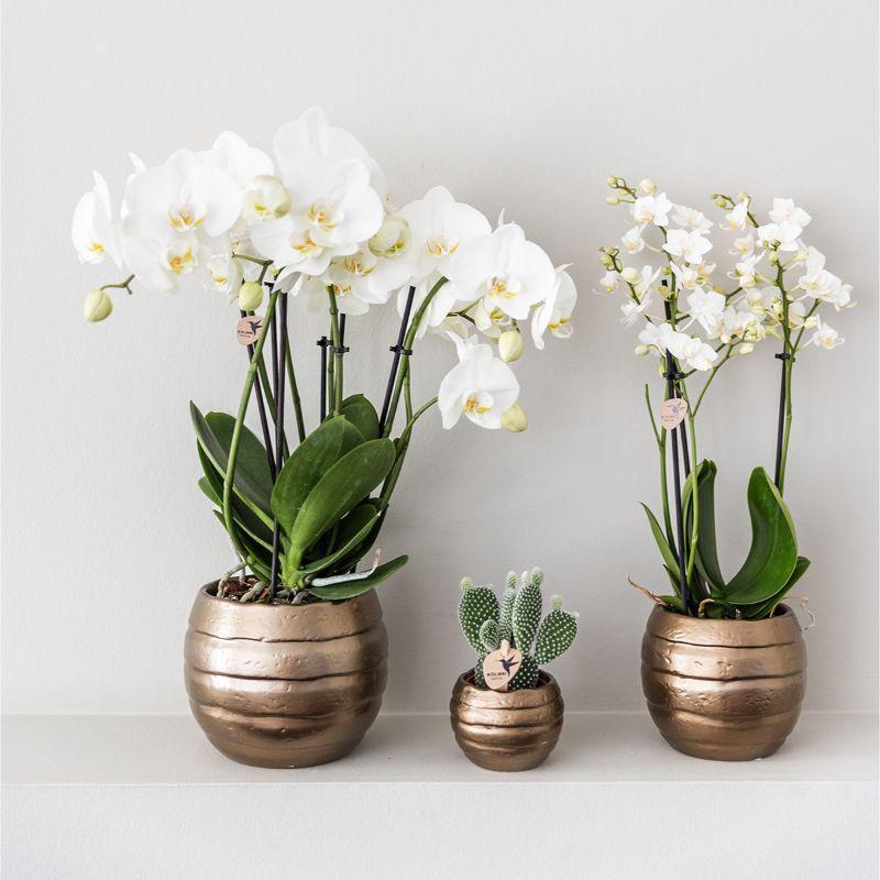 Coffret cadeau Home Hub | Ensemble de plantes avec pots décoratifs en céramique