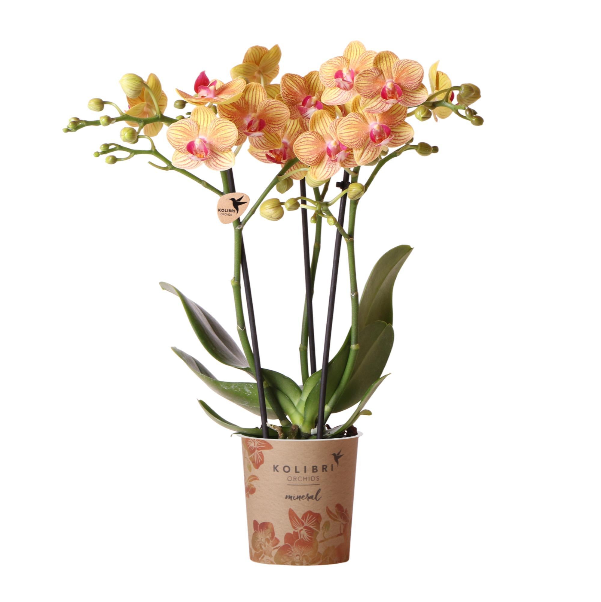 Orange Phalaenopsis-Orchidee kaufen
