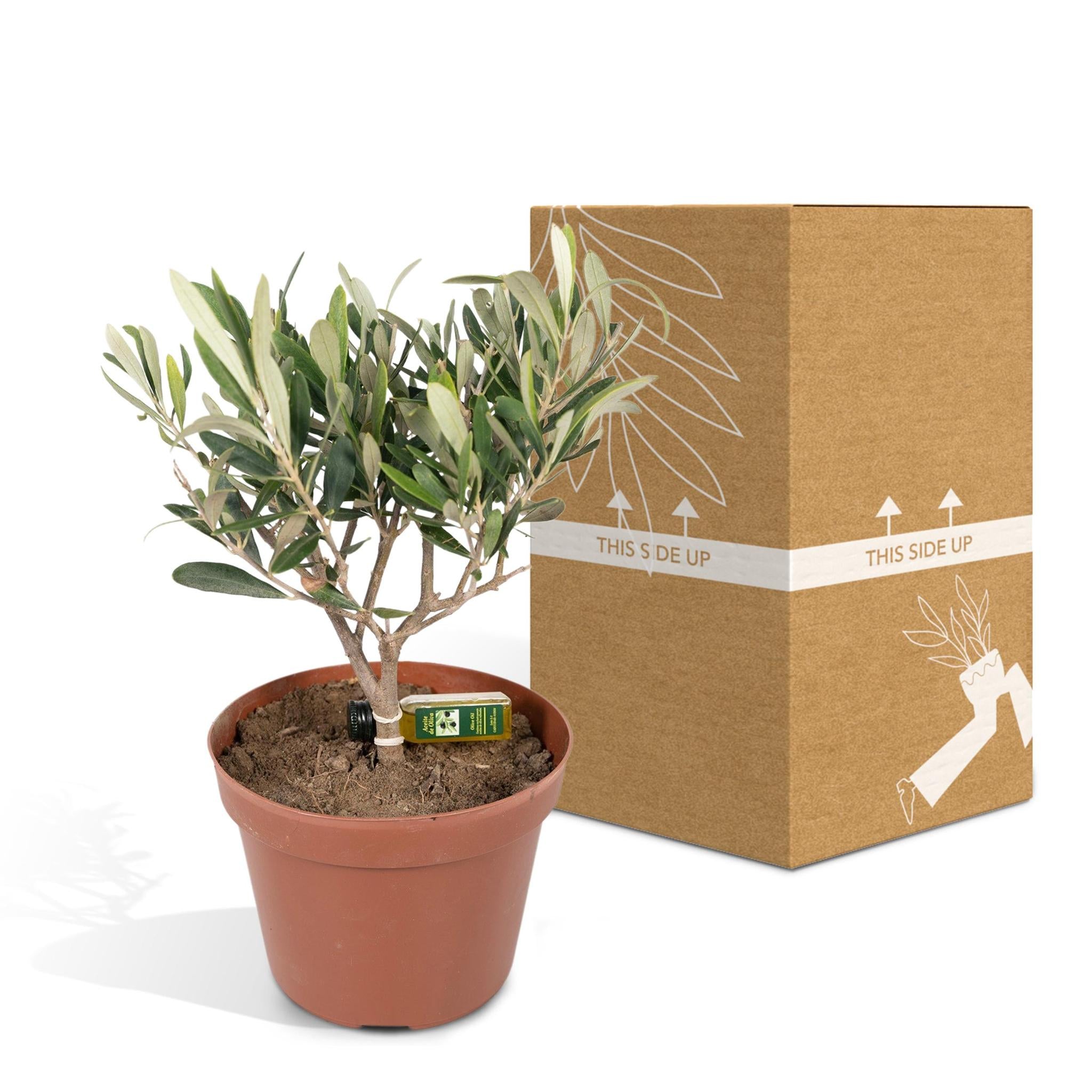 Mini-Olivenbaum online bestellen
