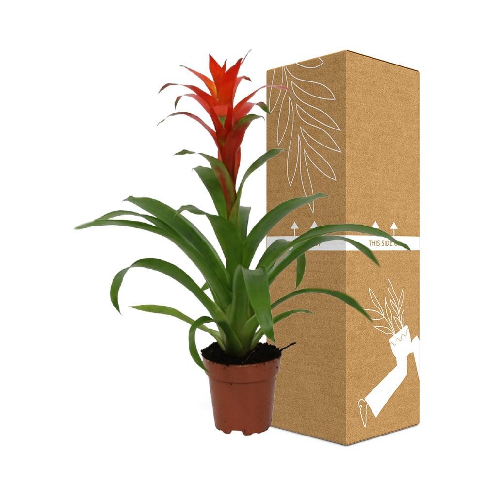 Guzmania Rot bestellen