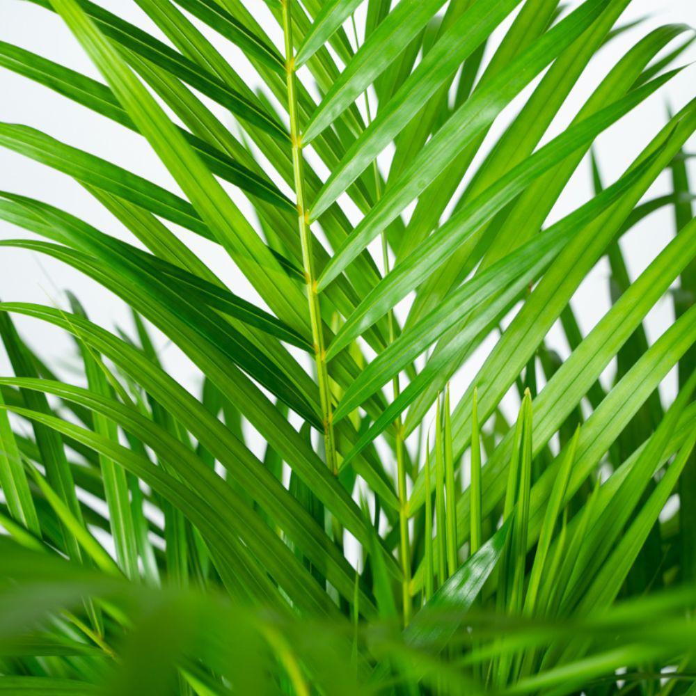 Arecapalme mit Topf Blätter