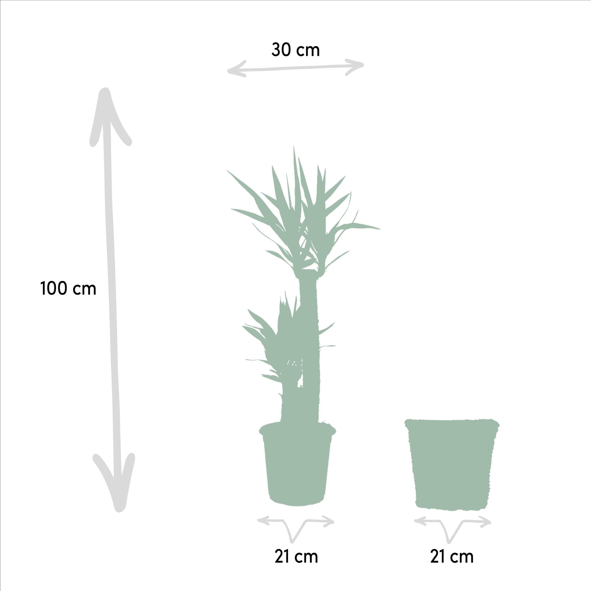 Yucca mit Pflanzgefäß aus Weide online bestellen