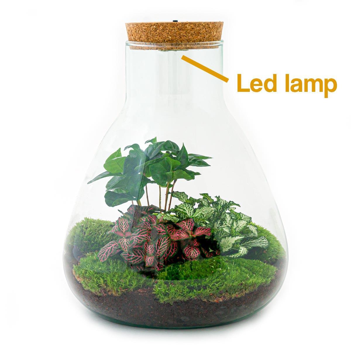Pflanzen Terrarium mit Light