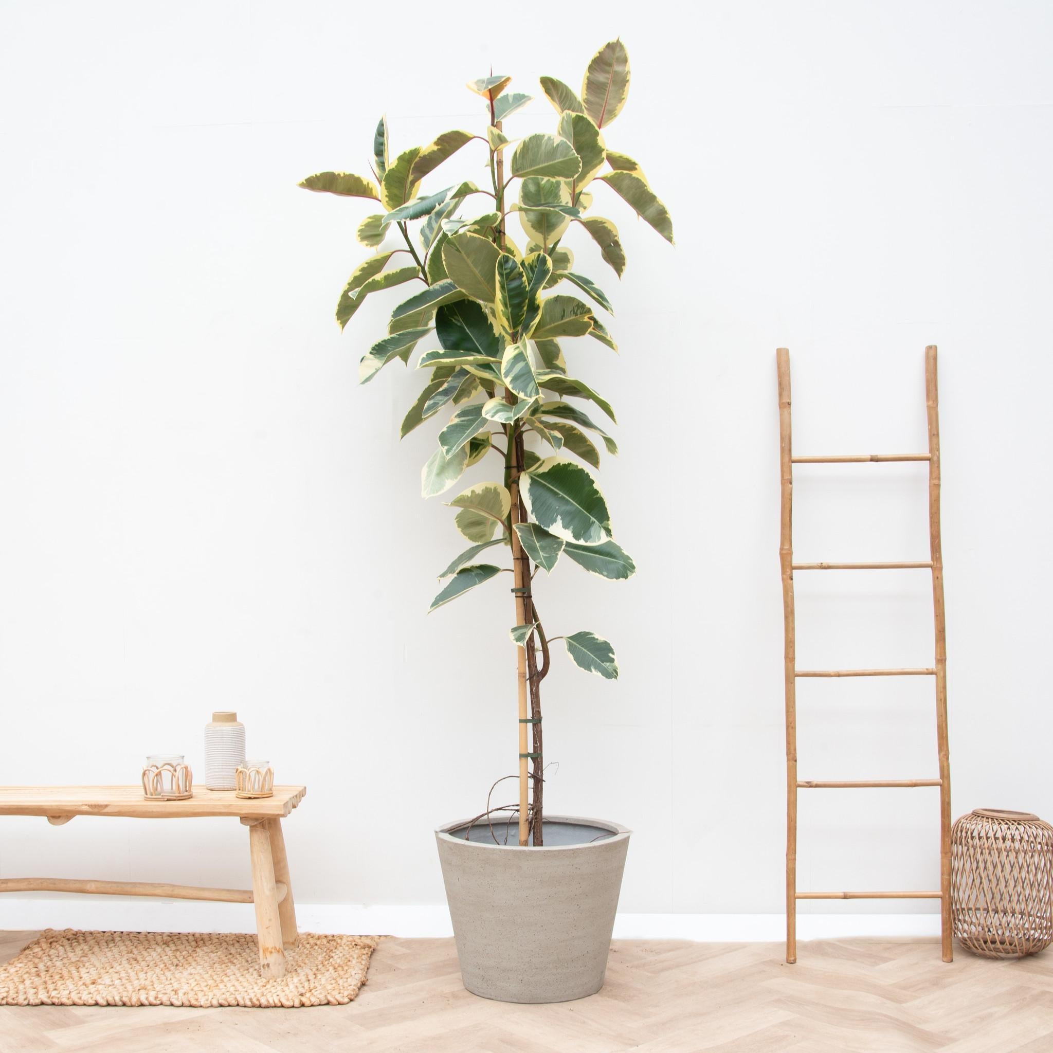 Ficus elastica 'Tineke' kaufen