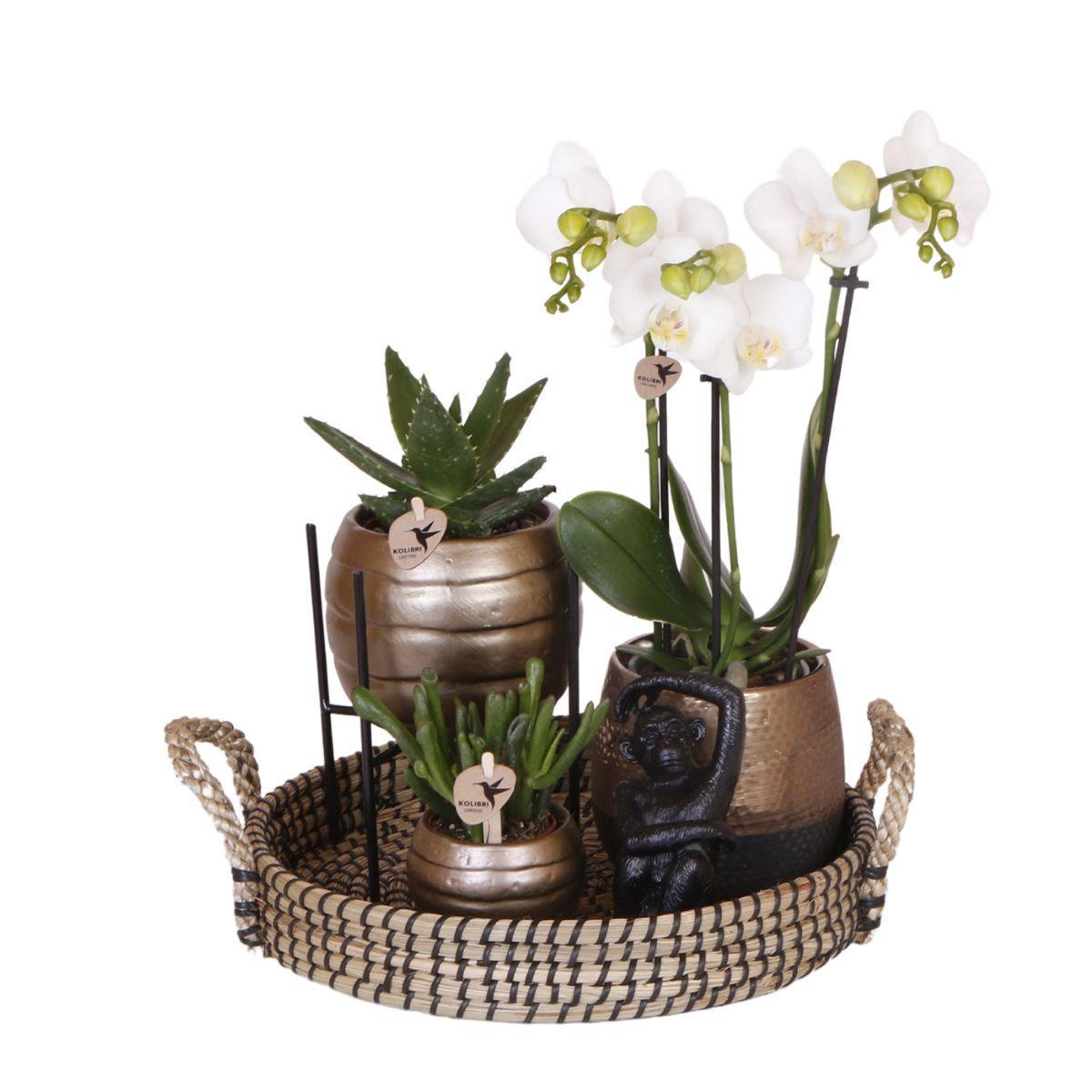 Coffret cadeau Home Hub | Ensemble de plantes avec pots décoratifs en céramique