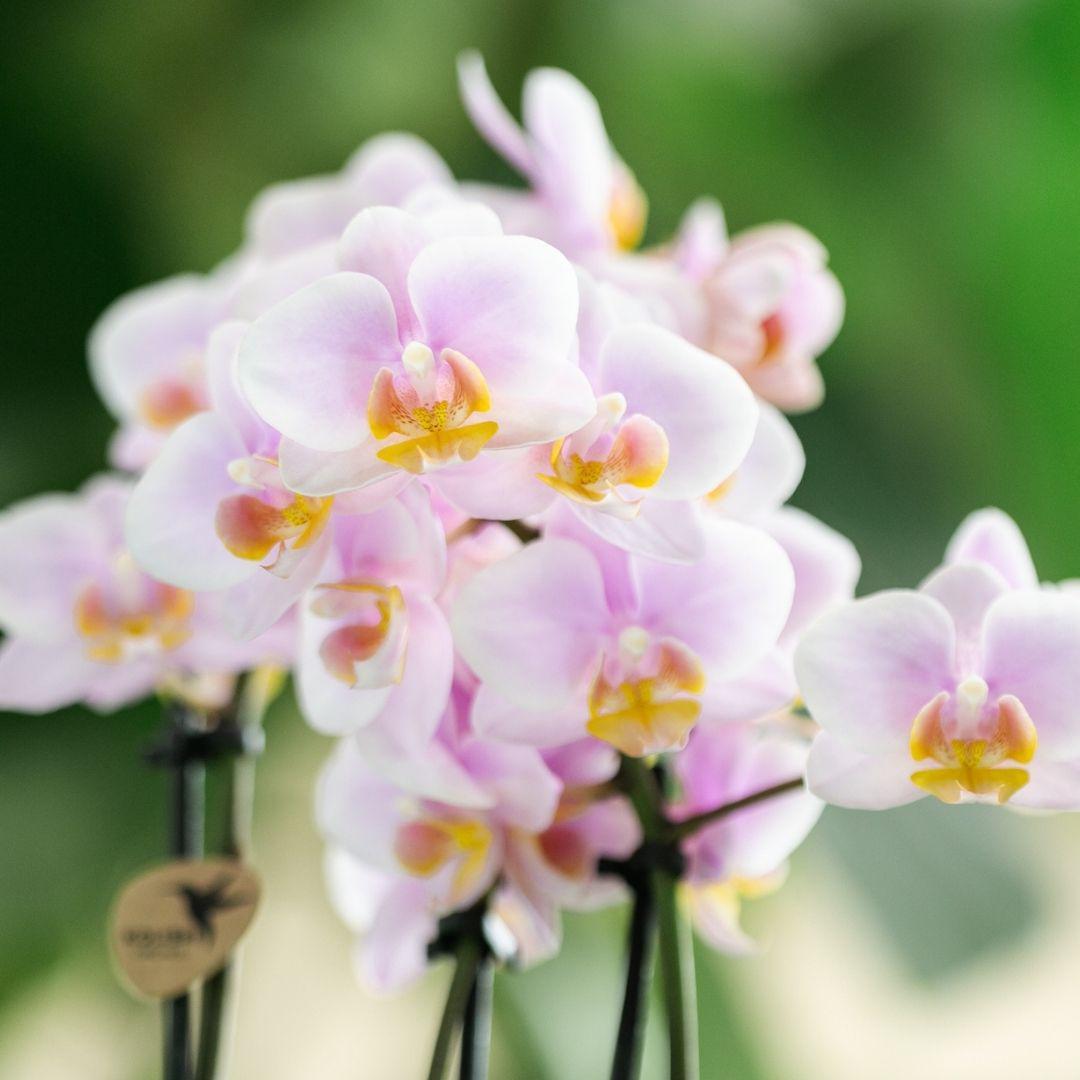 Rose Orchidee online kaufen
