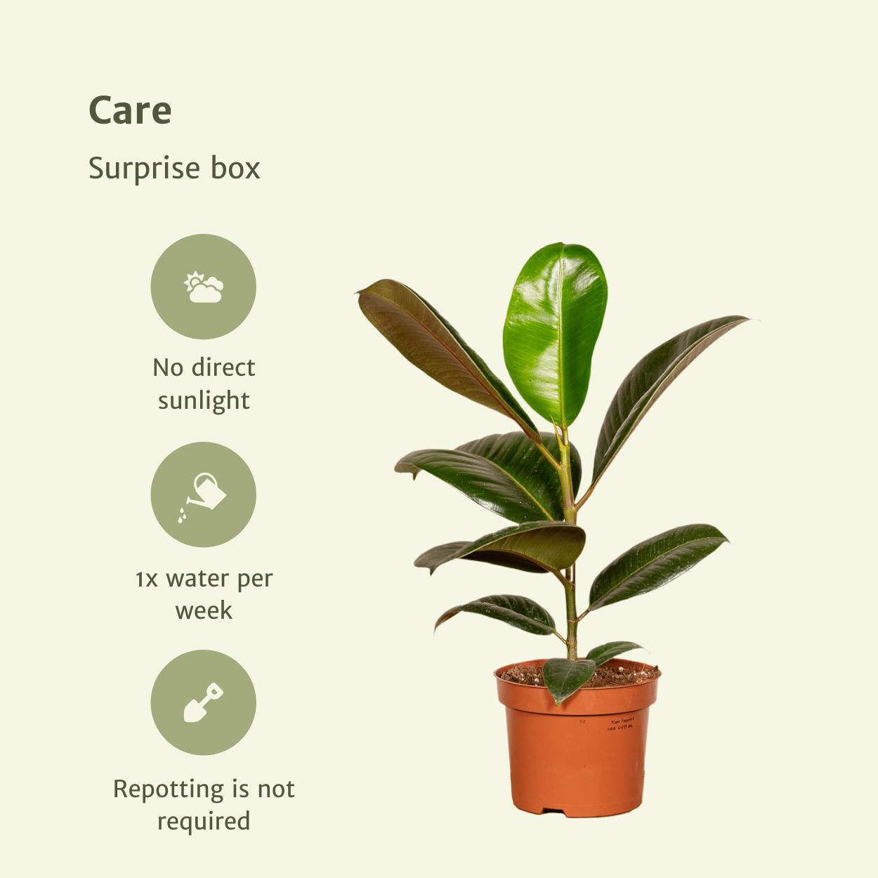 Zimmerpflanzen Überraschung Box x10 online kaufen