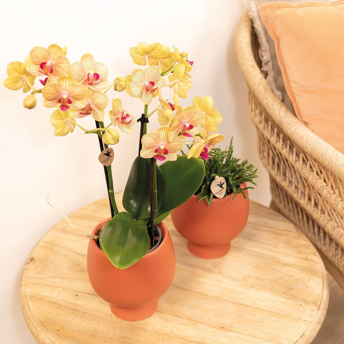OrangePhalaenopsis-Orchidee online kaufen