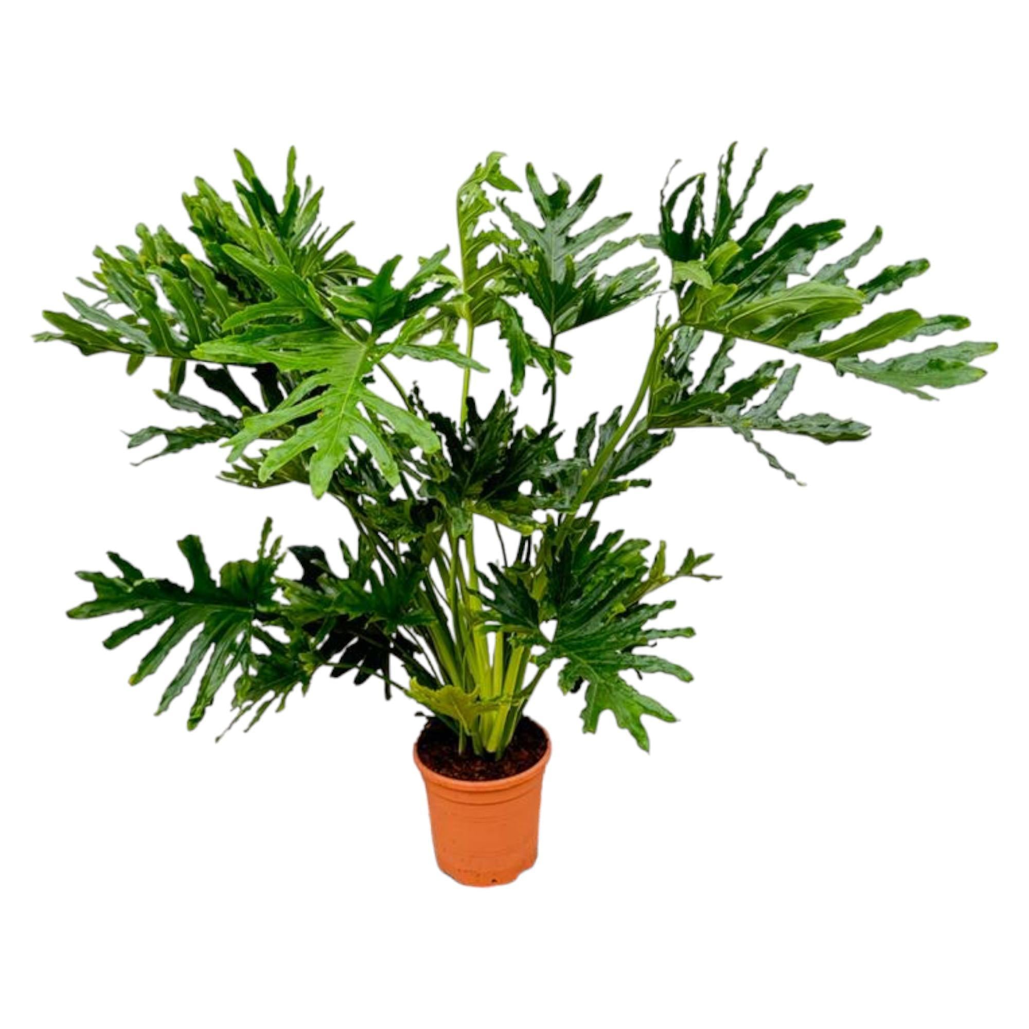 Philodendron Selloum XL kaufen