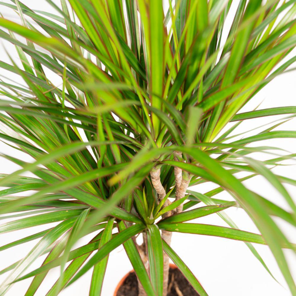 Dracaena Marginata im Topf kaufen