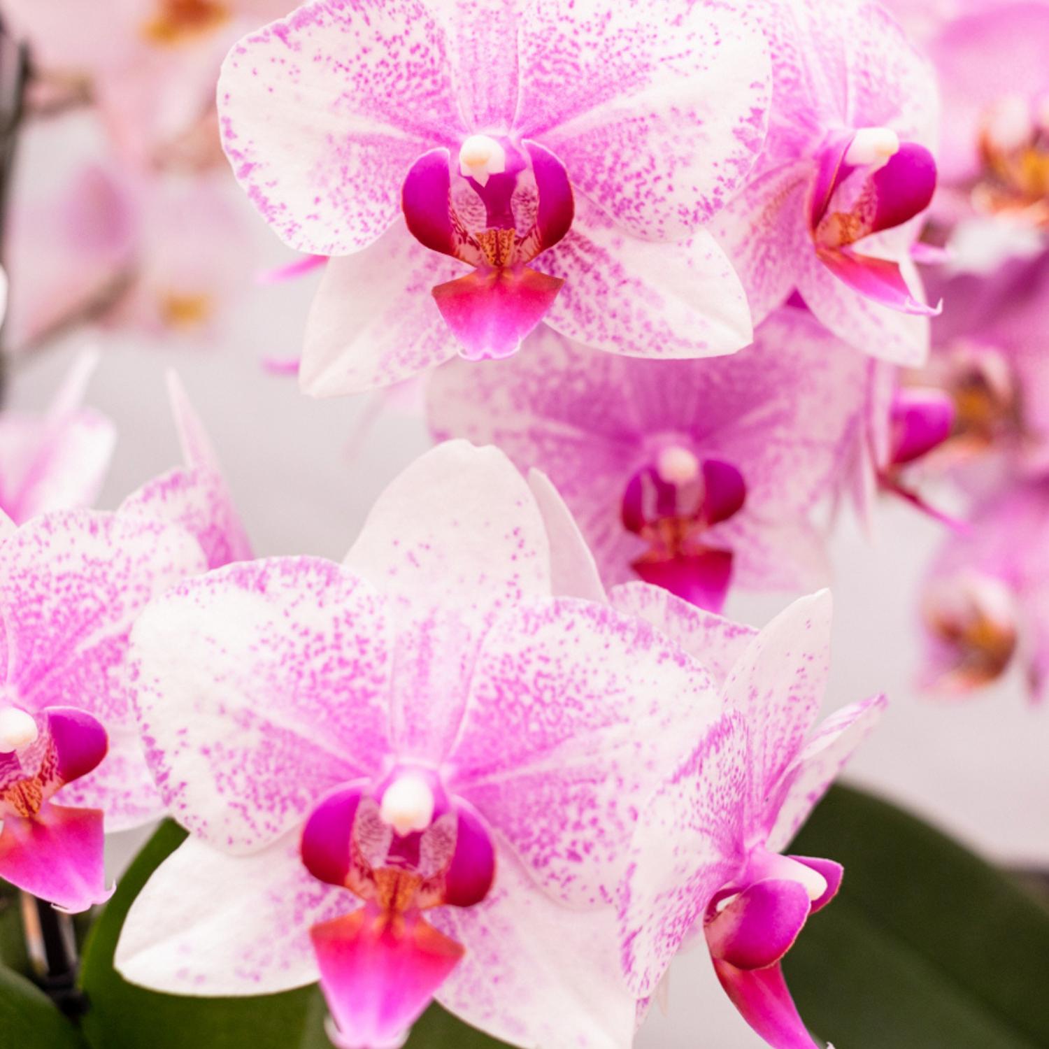 Pinke Phalaenopsis-Orchidee bestellen