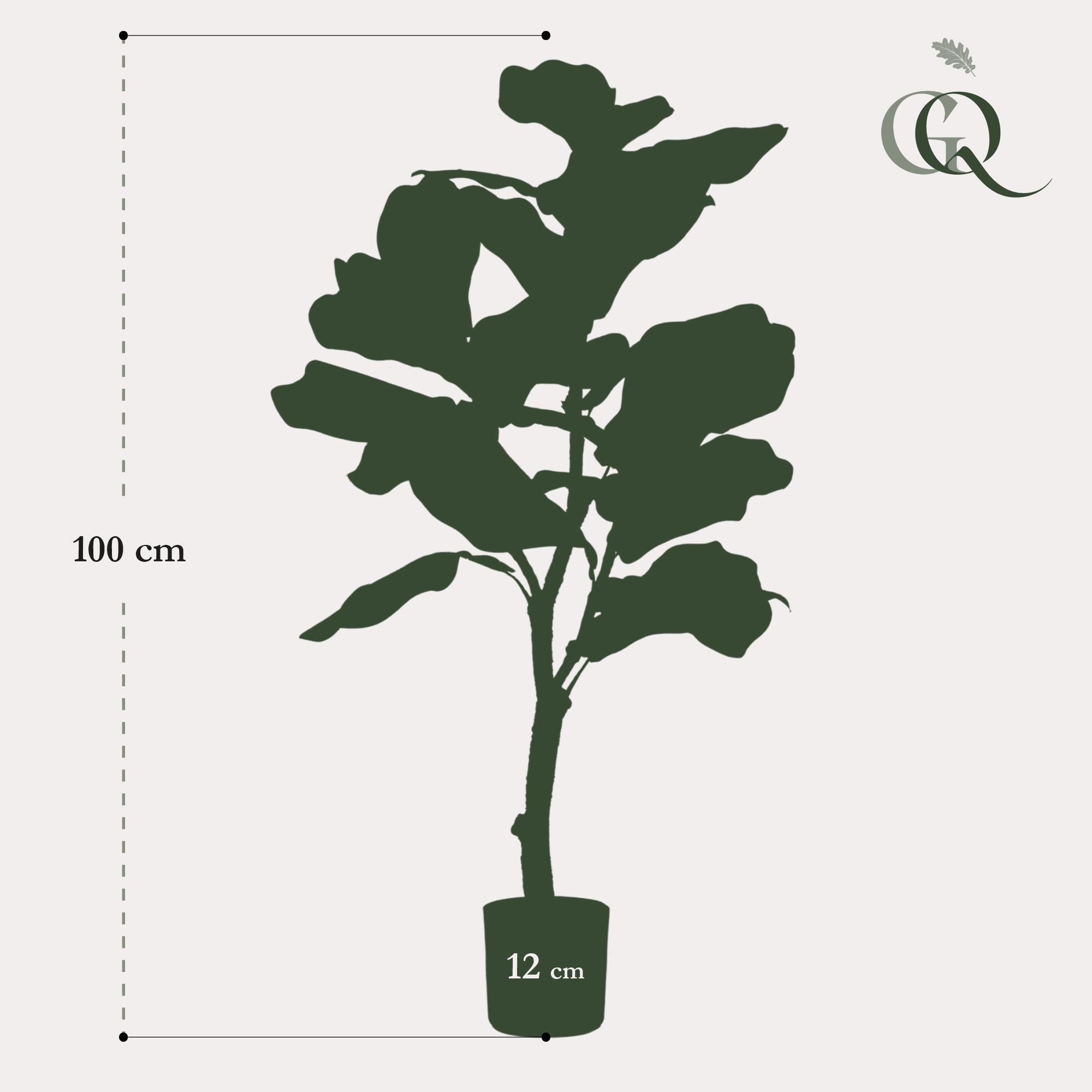 Künstliche Ficus größe
