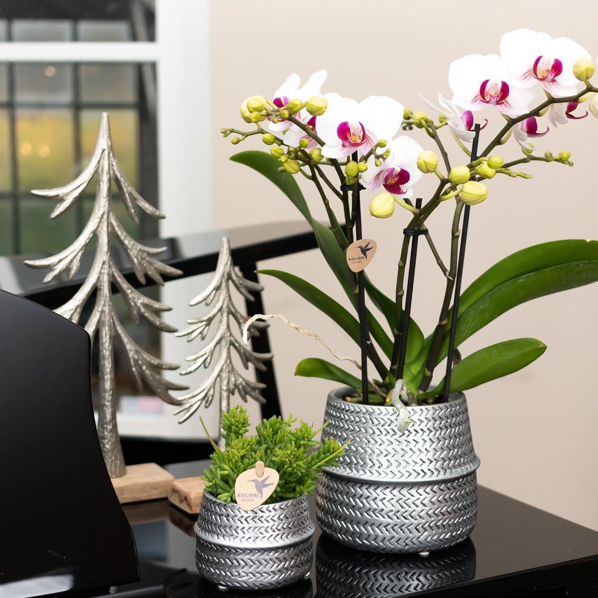 Weiße Phalaenopsis-Orchidee im Groove-Ziertopf silber kaufen