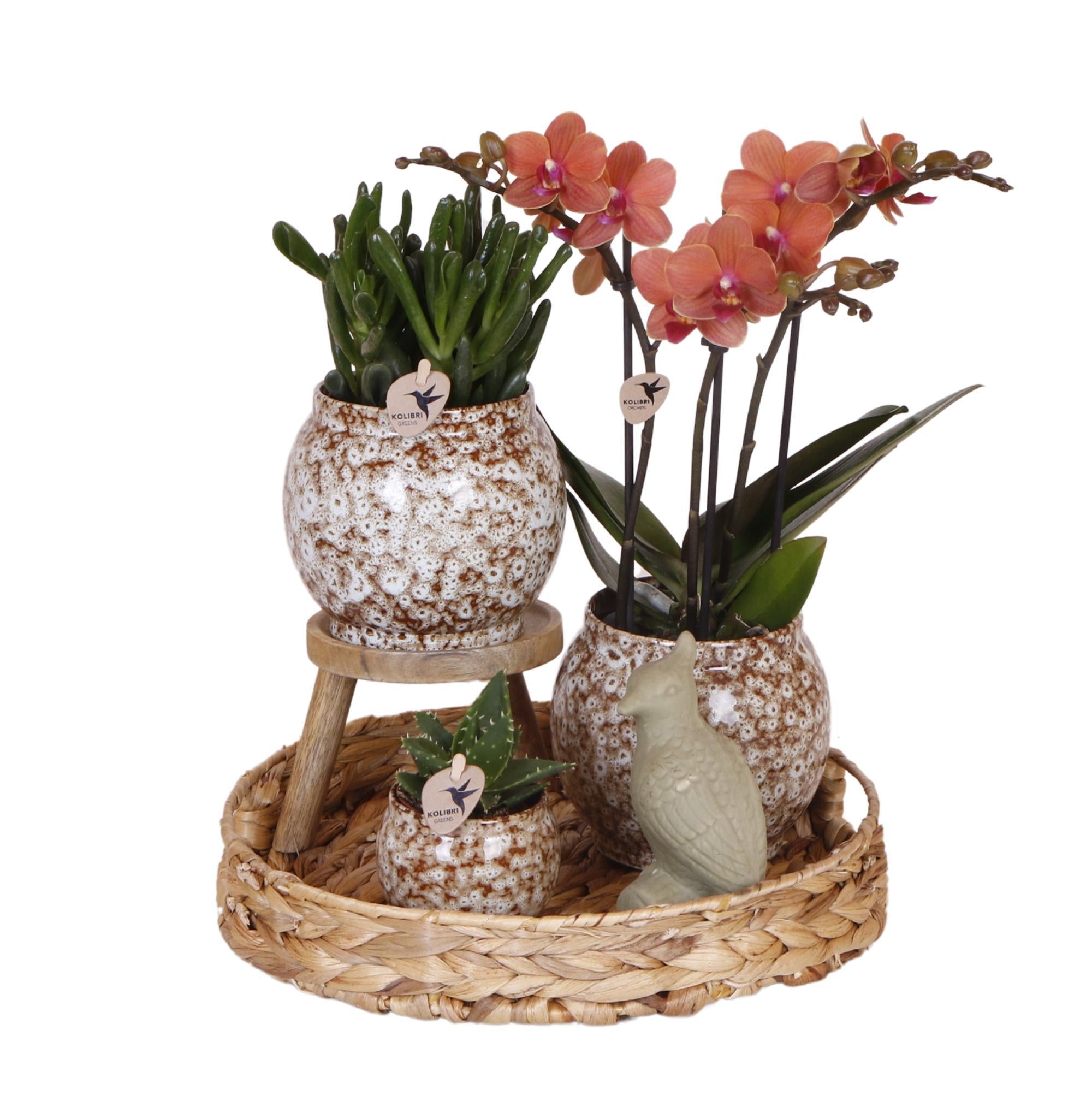 Geschenkset Phalaenopsis | inkl. Keramik-Dekotöpfchen