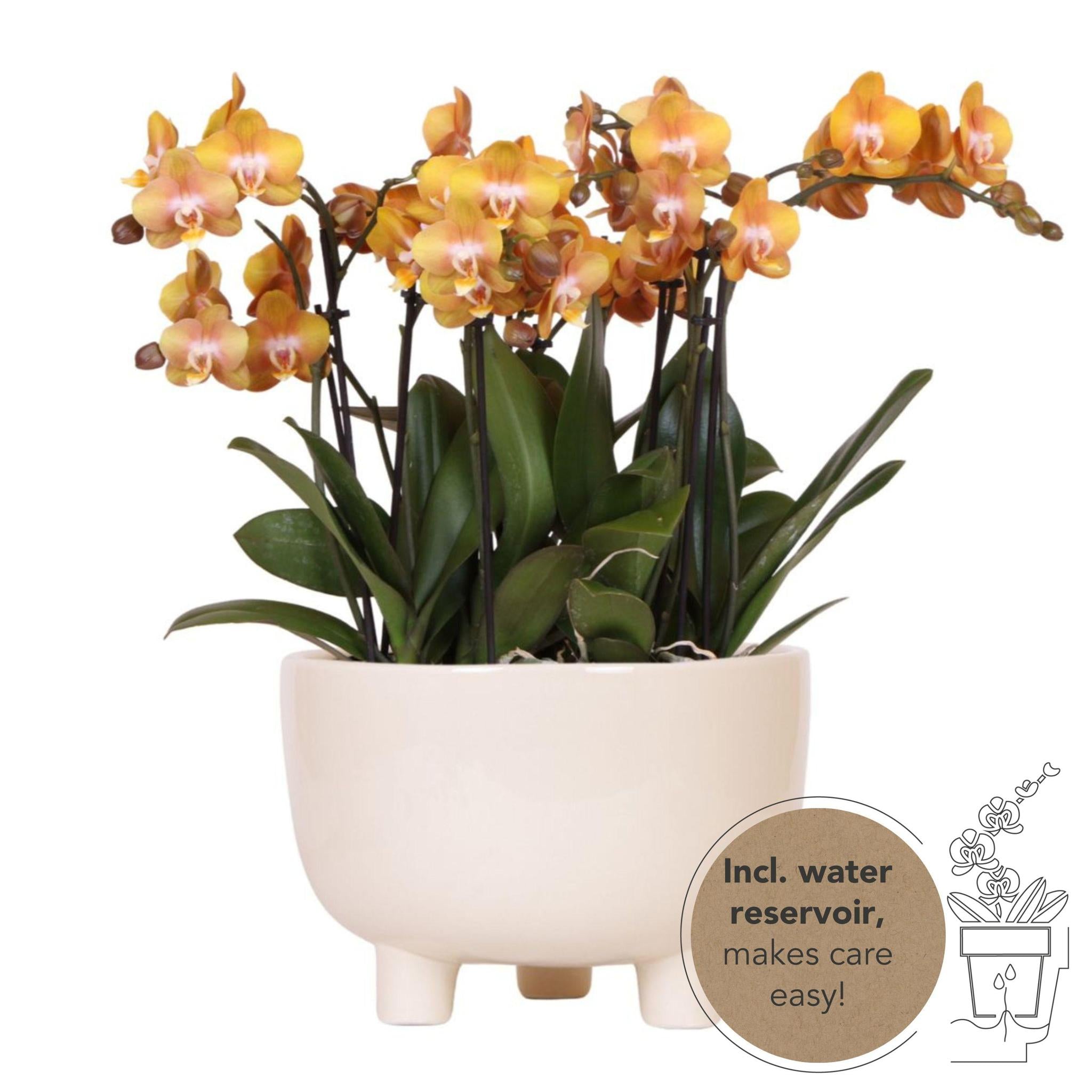 Orangenen Orchideenpflanze in Gummischale mit Wassertank