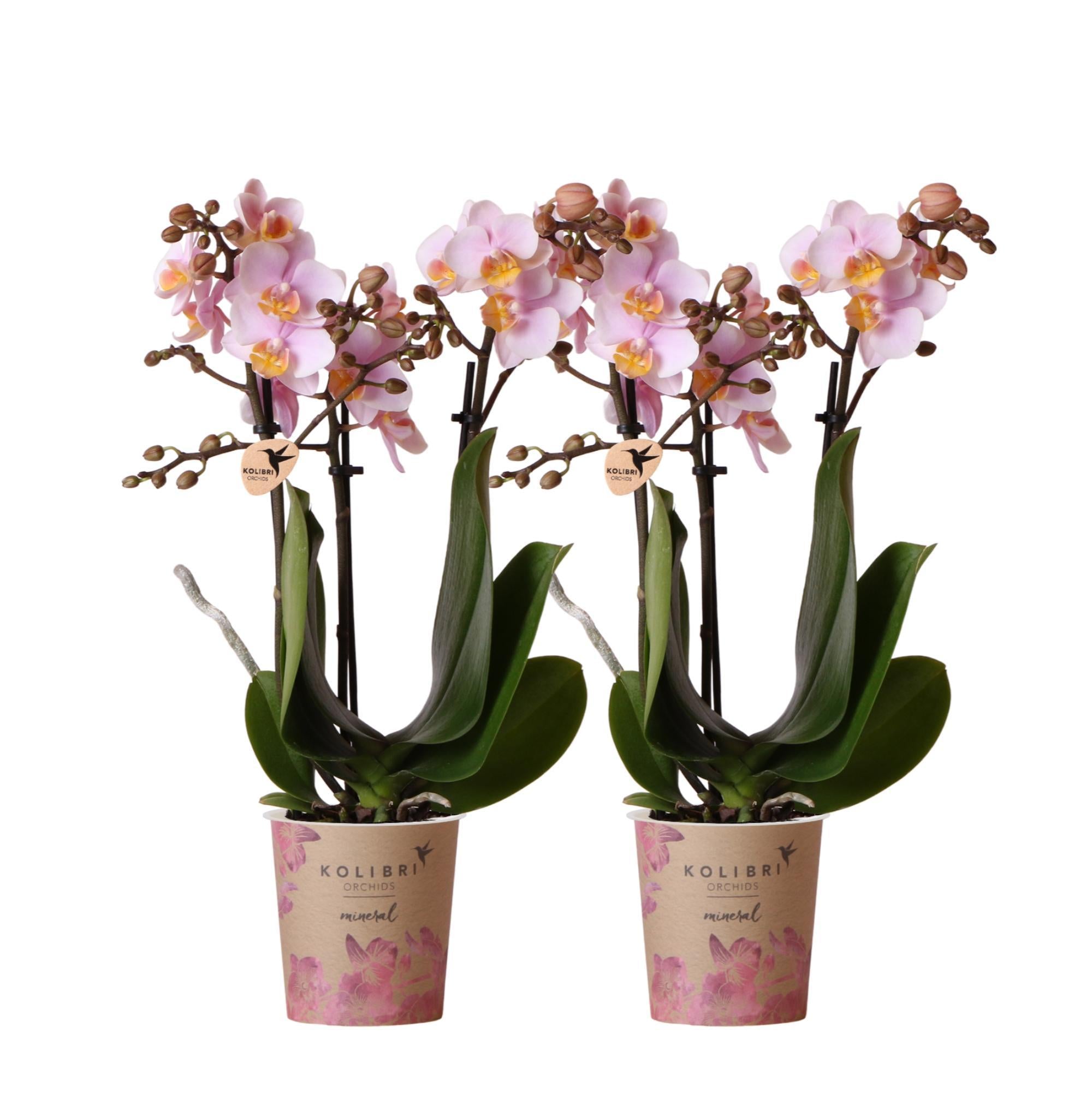 DEAL x2 Rosa Orchideen Phalaenopsis