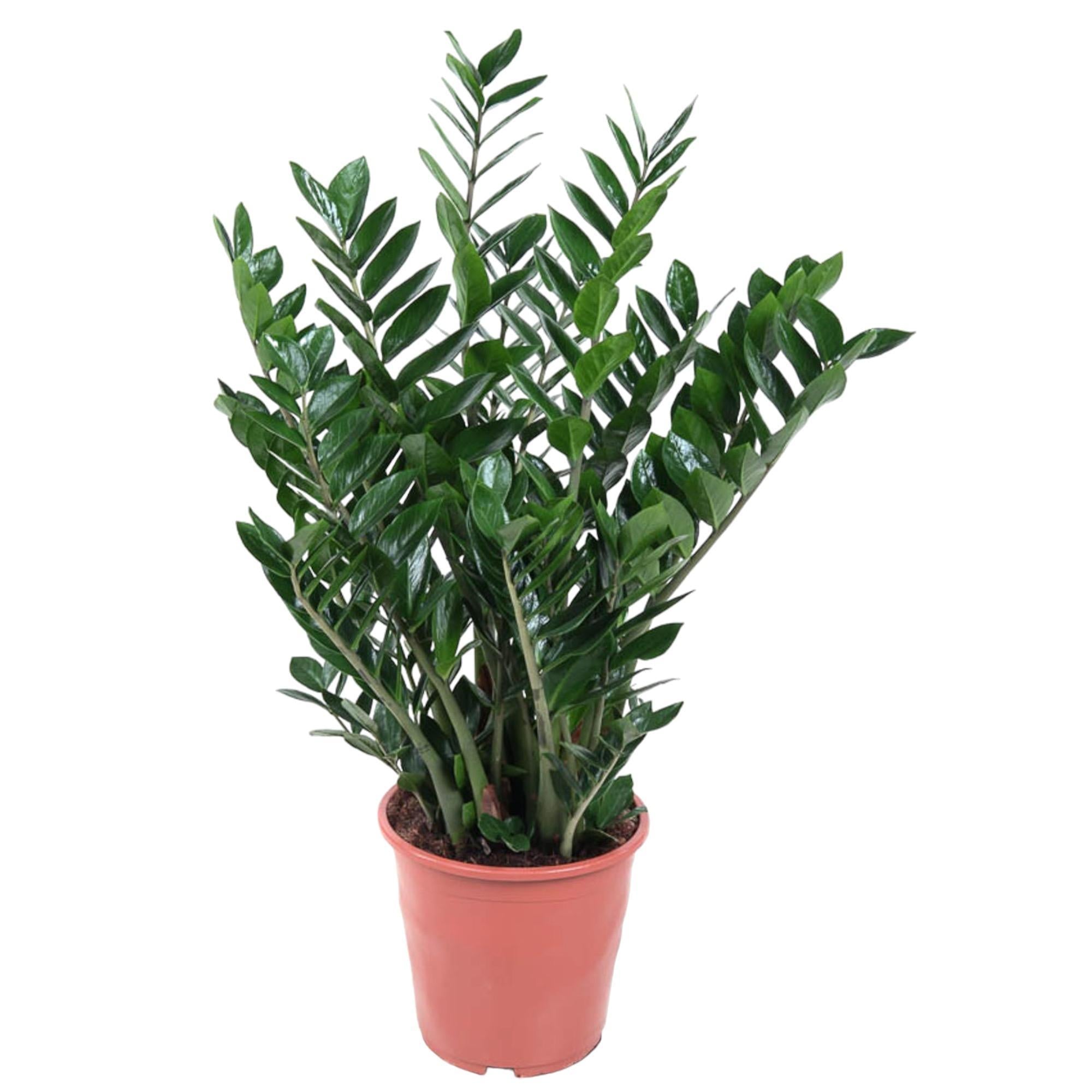 Zamioculcas Zamiifolia XL kaufen