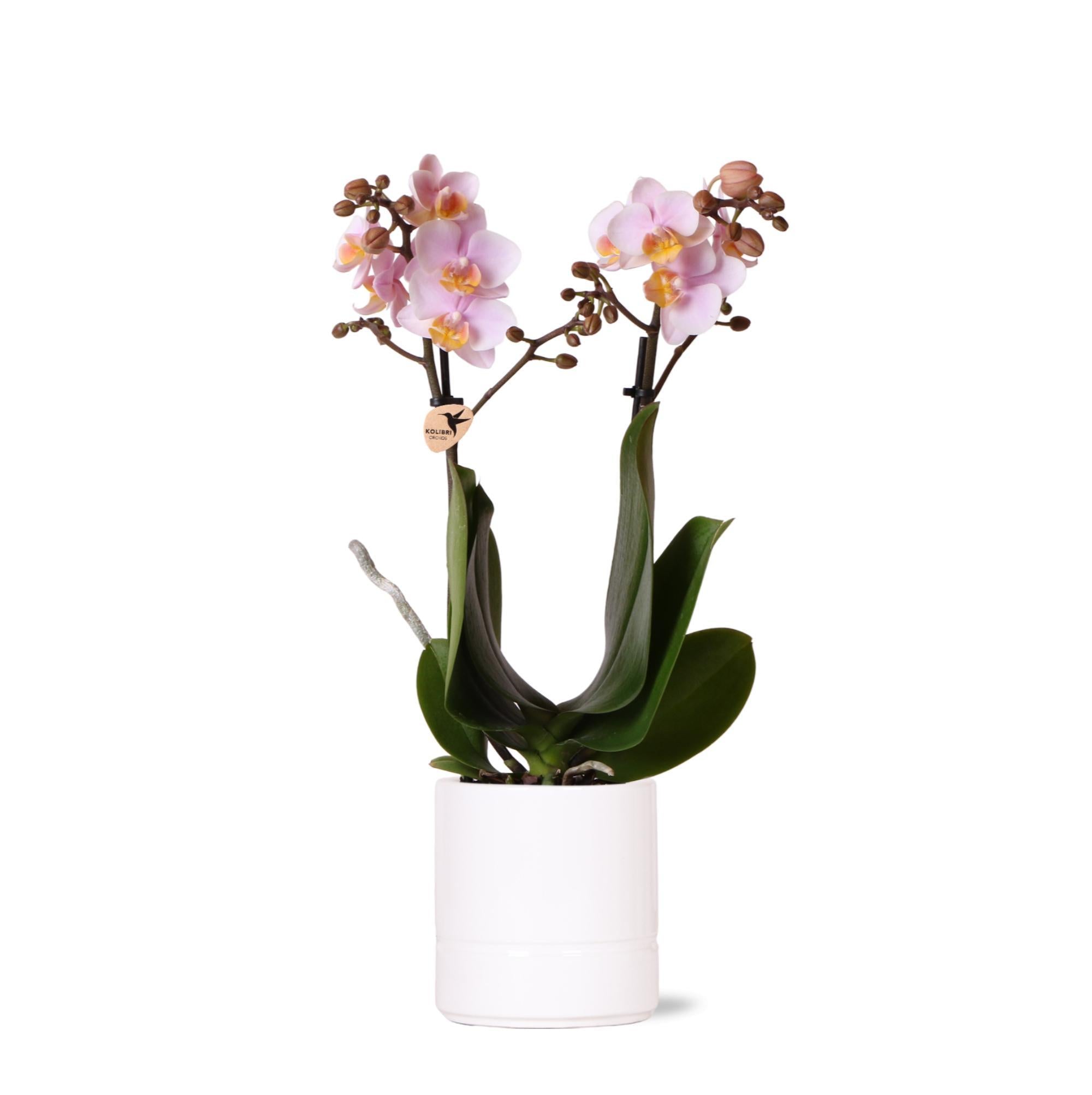 Rose phalaenopsis orchidee + Pastell Topf