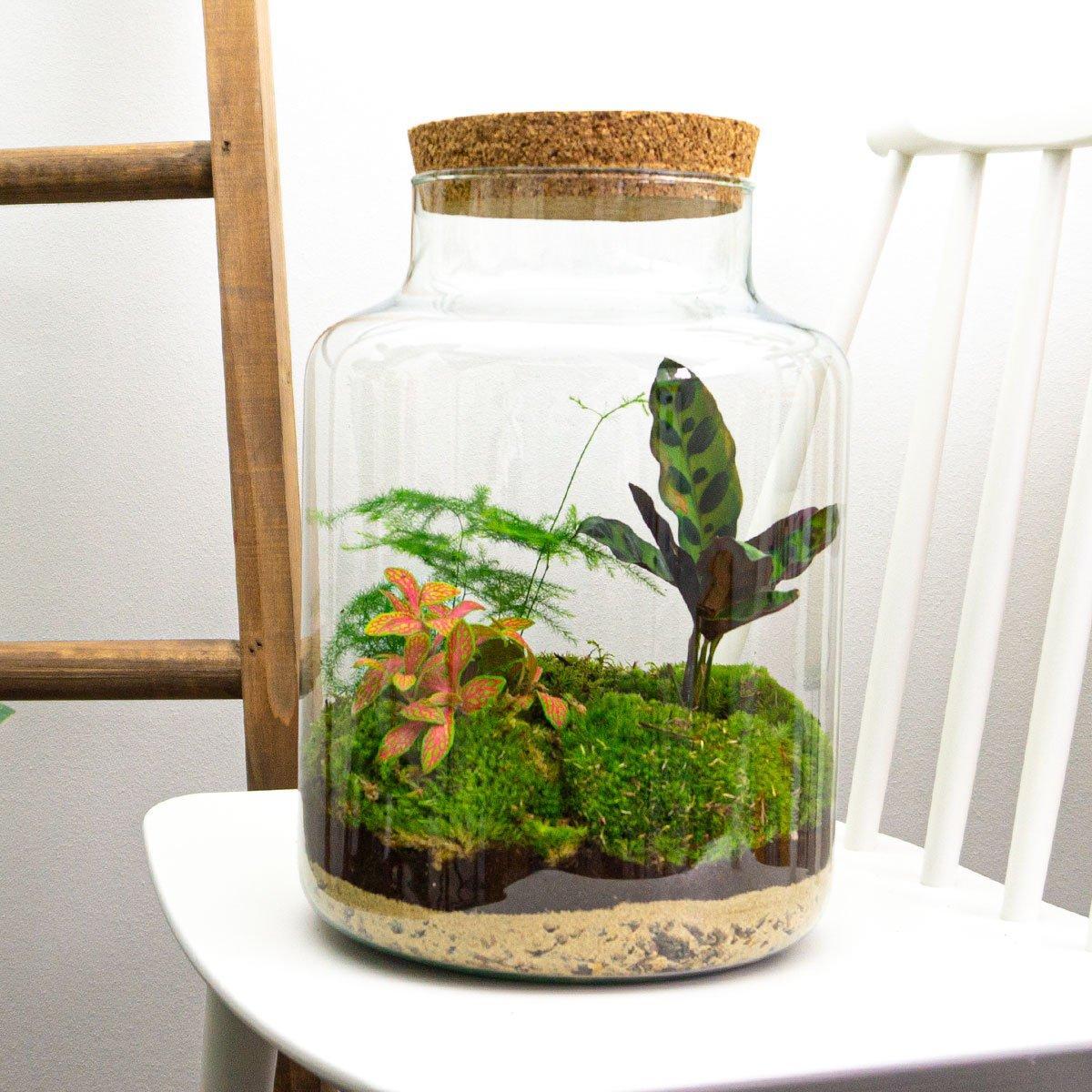 Pflanzen Glass Terrarium - Milky online kaufen
