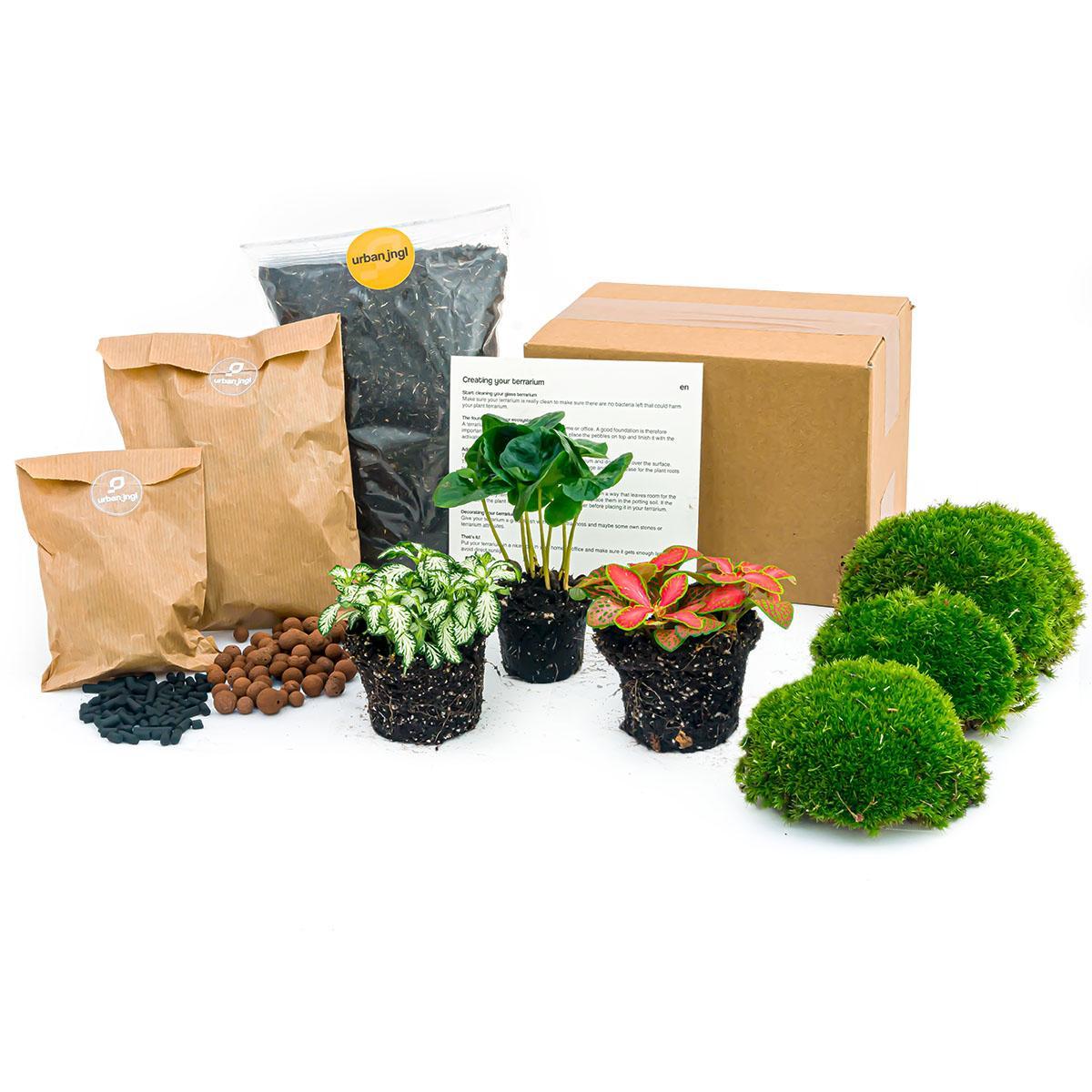 Pflanzenterrarien-Set Coffea Arabica - Starter-Kit- DIY
