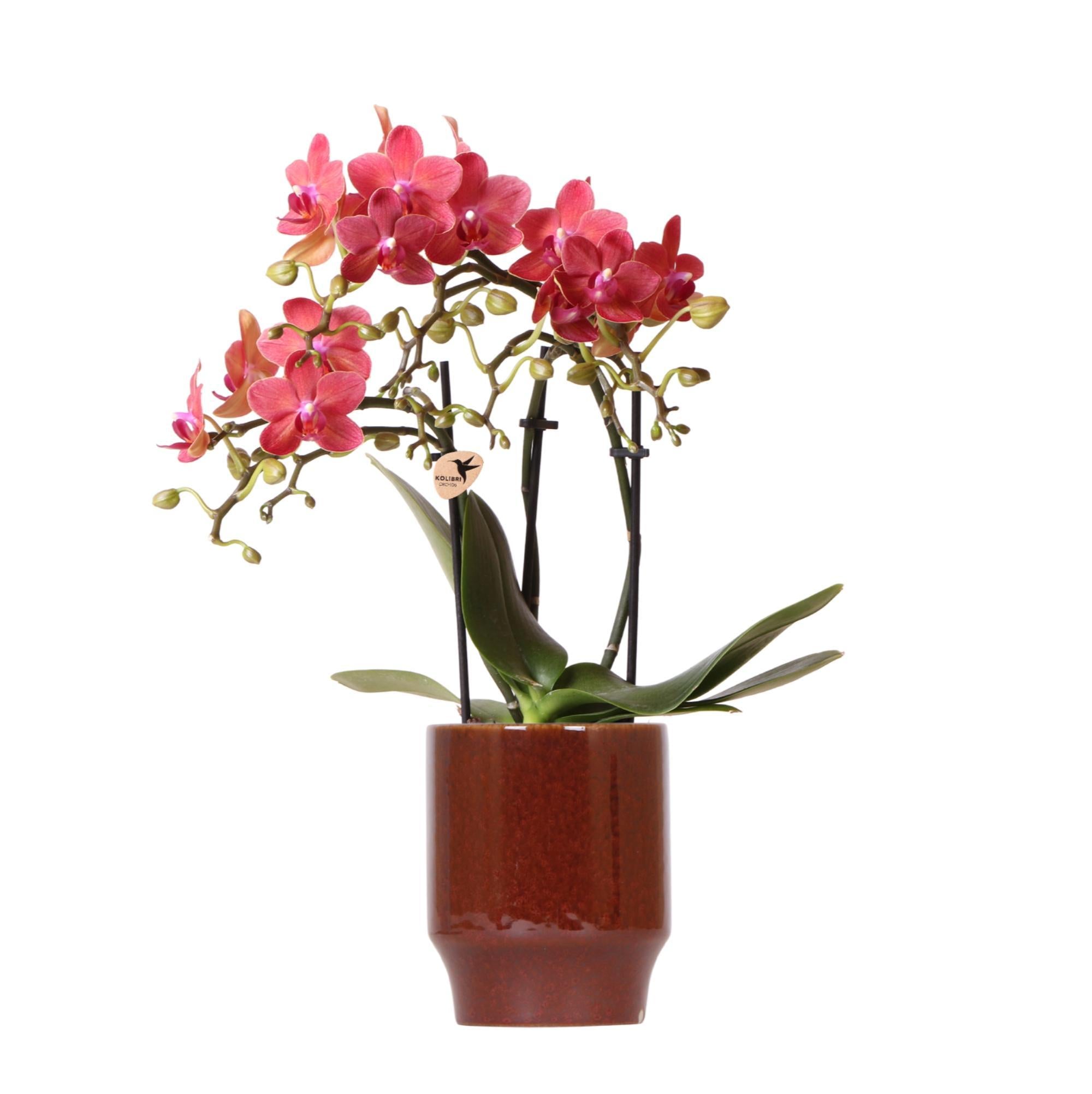 Orchidée Phalaenopsis rouge dans un pot rouge noble