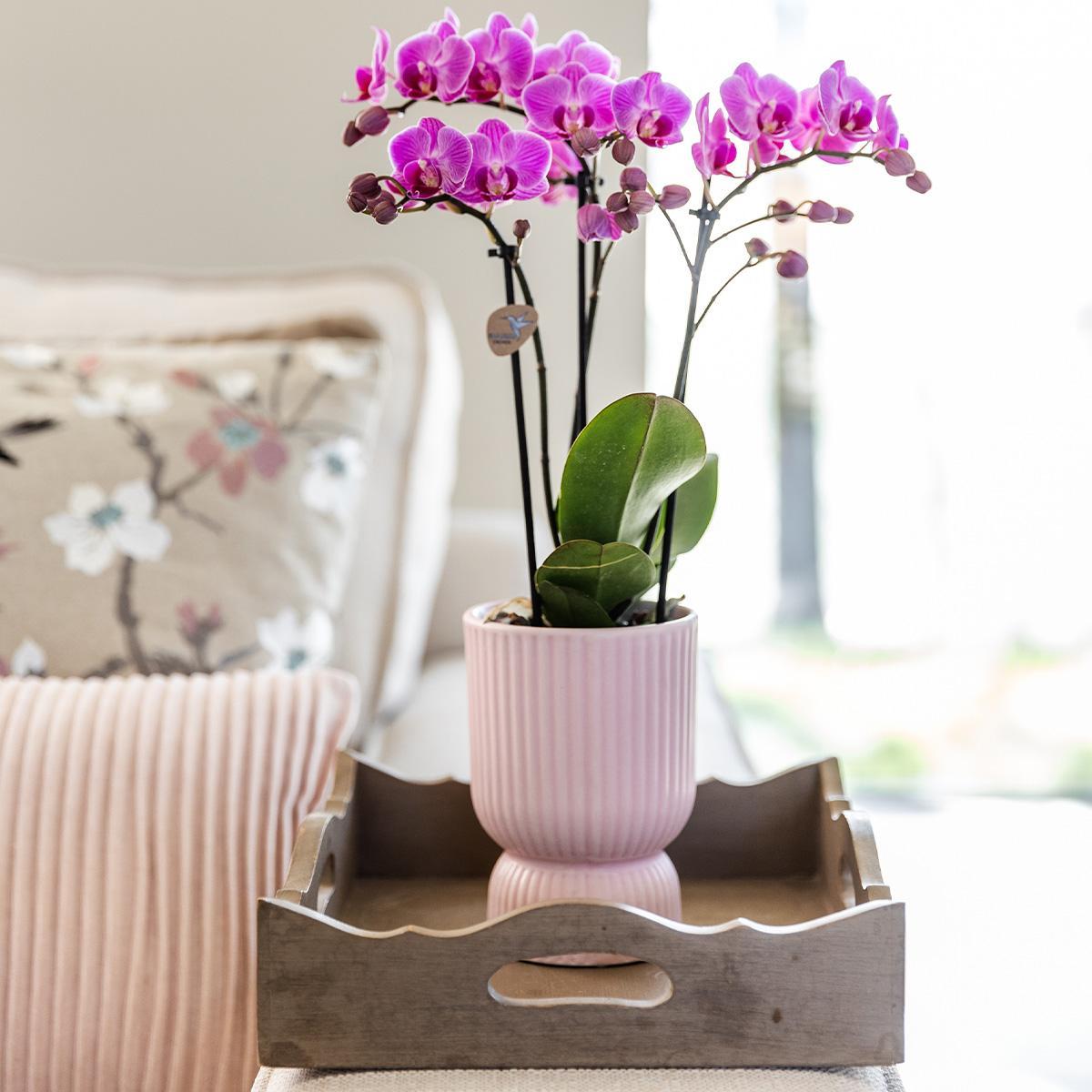 Pot décoratif diabolo élégant pour orchidées - Ø9cm