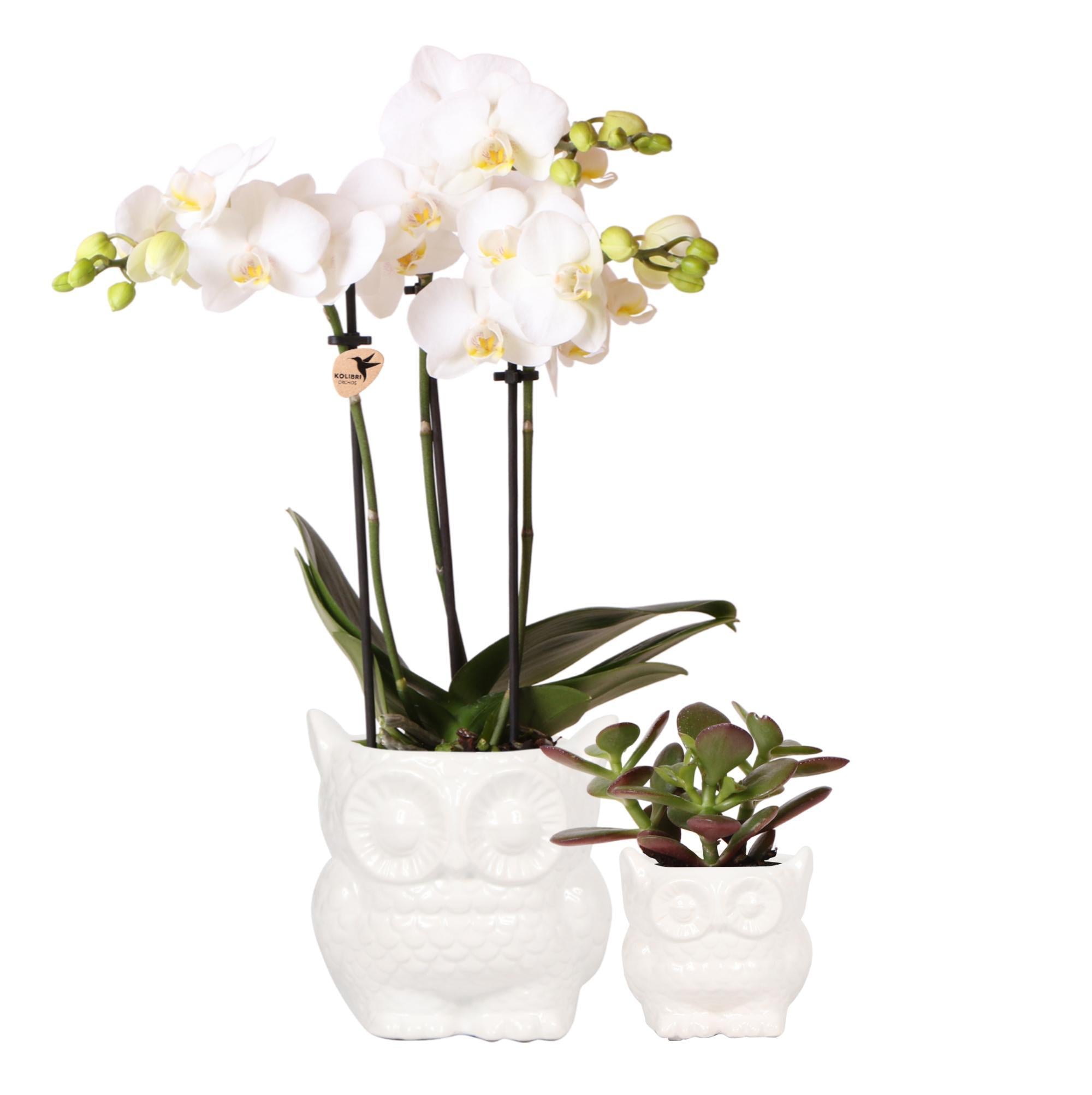 Duo orchidée et succulente | Comprend des pots décoratifs en céramique