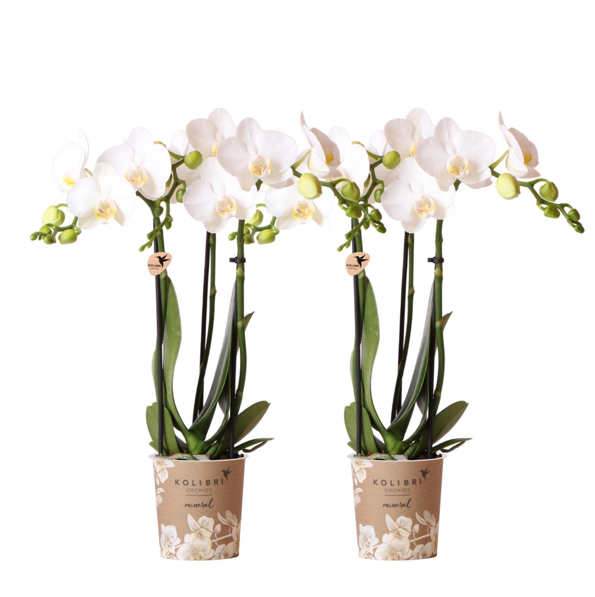 COMBI DEAL x2 weißen Phalaenopsis-Orchideen kaufen
