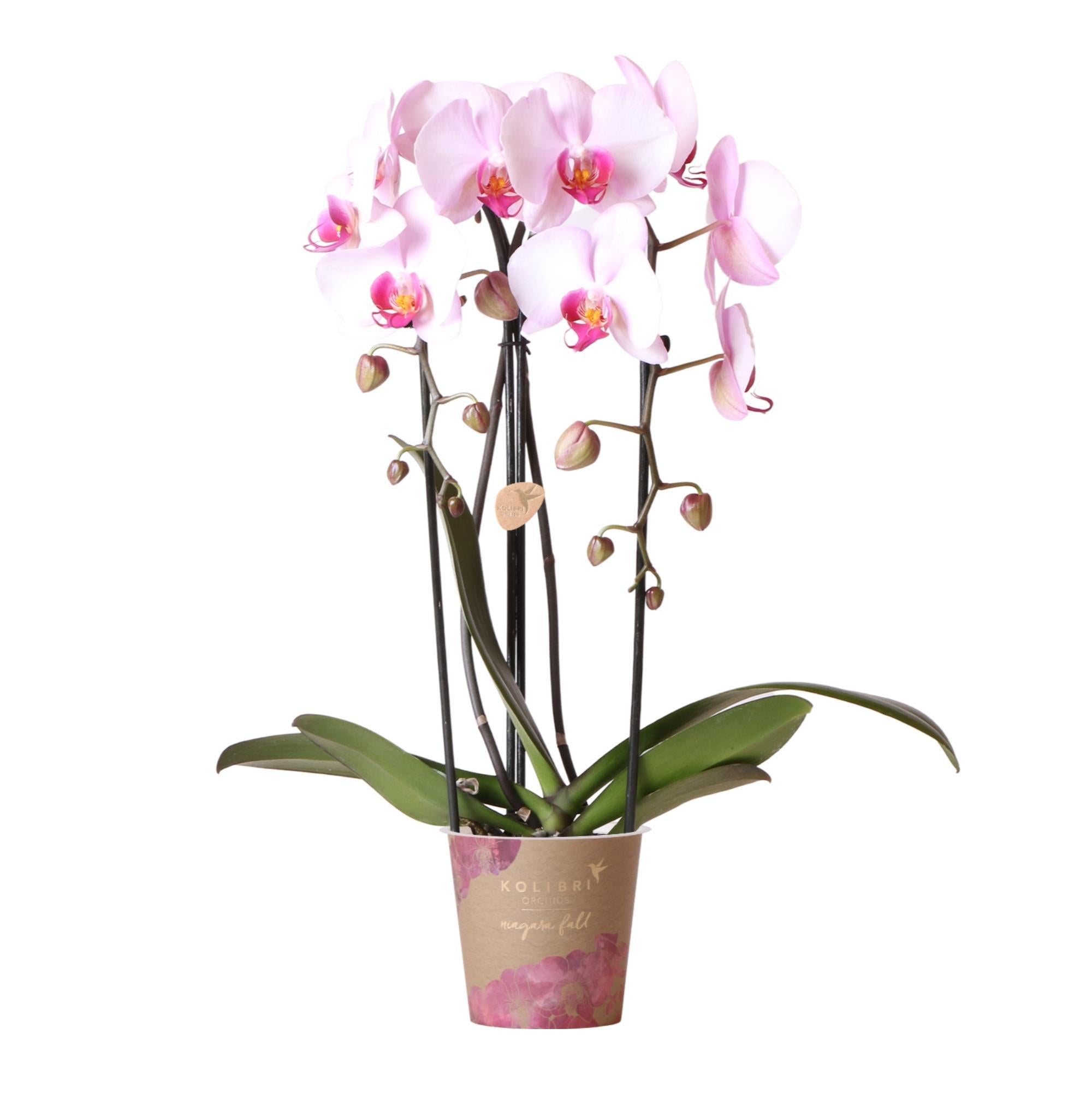 Rosa Phalaenopsis-Orchidee online bestellen