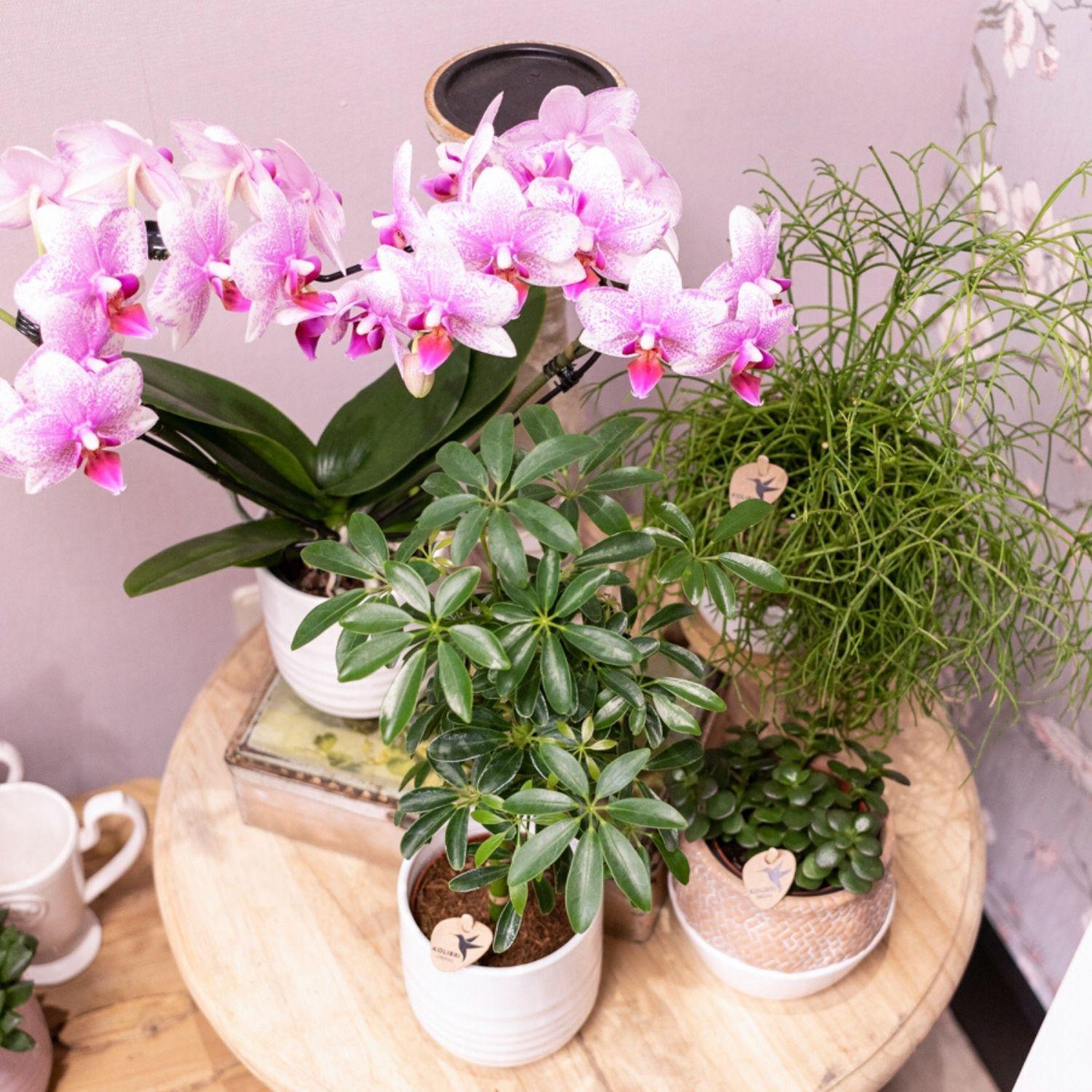 Pinke Phalaenopsis-Orchidee online kaufen