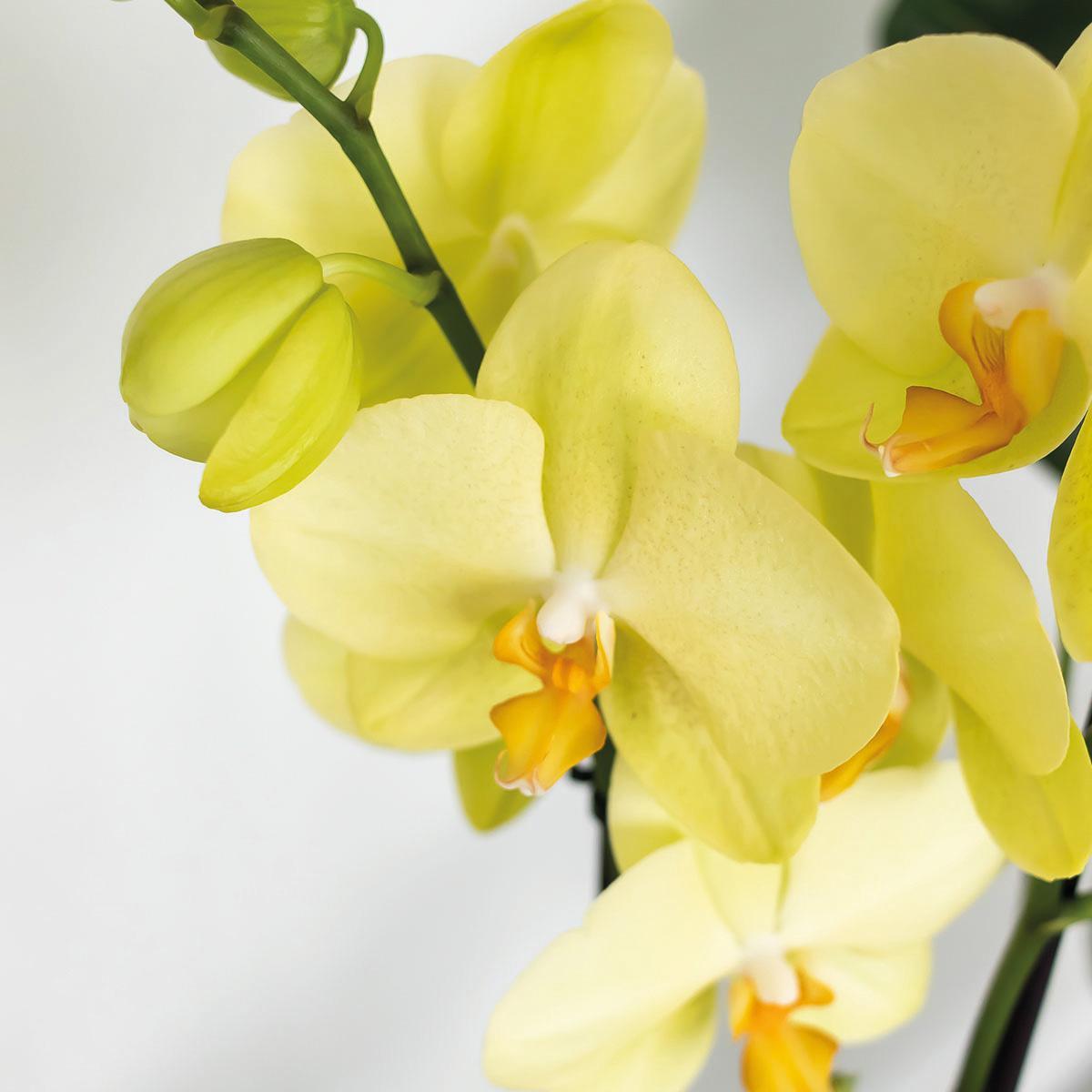Gelbe Phalaenopsis-Orchidee online bestellen