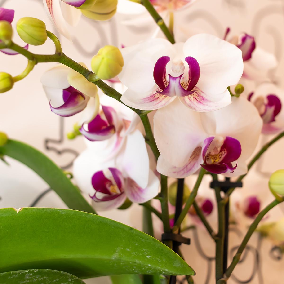 Weiße und rosa Orchidee bestellen