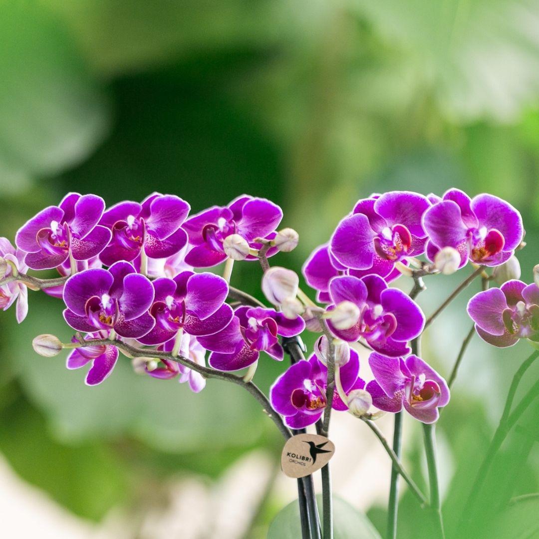  Lila Phalaenopsis-Orchidee online bestellen