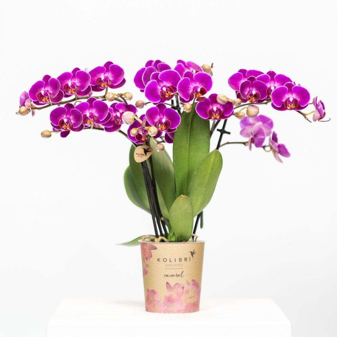  Lila Phalaenopsis-Orchidee bestellen