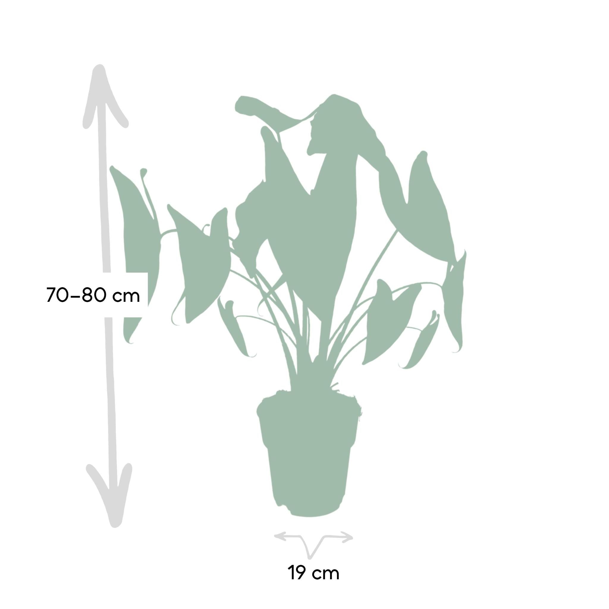 Alocasia Zebrina online kaufen