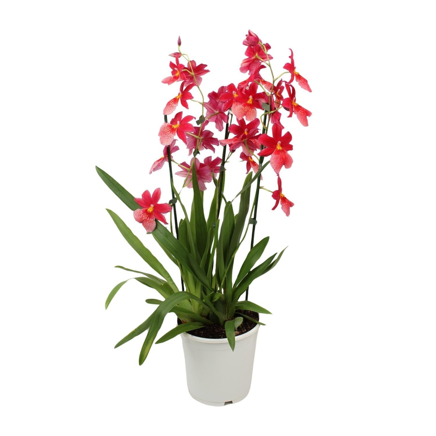 Cambria Orchidee