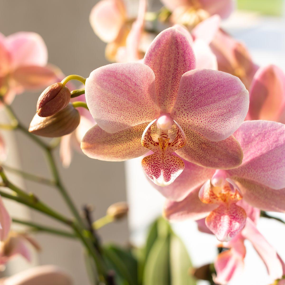 Alte Rose Orchidee (Phalaenopsis) online bestellen