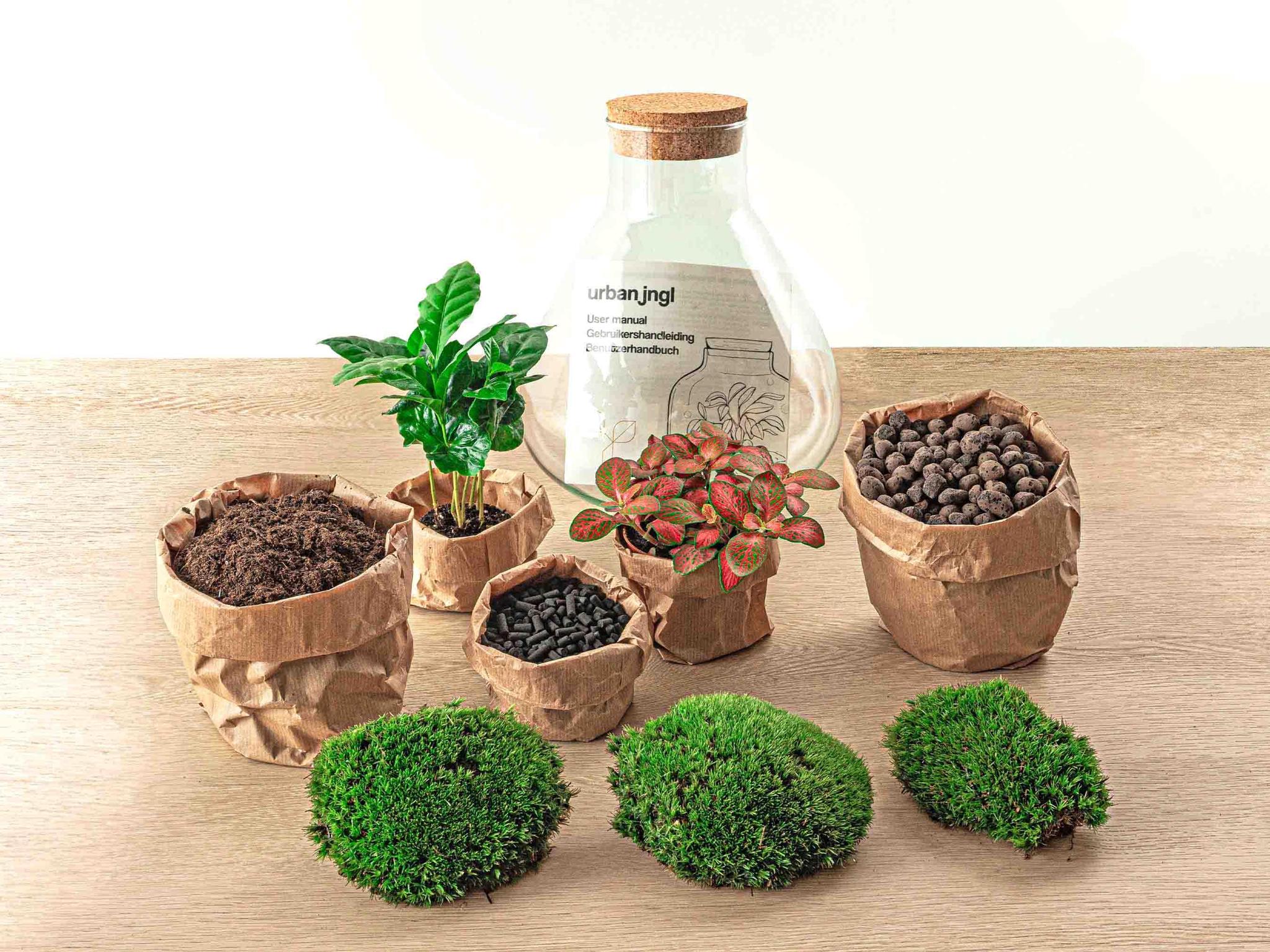 DIY-Pflanzenterrarium kit