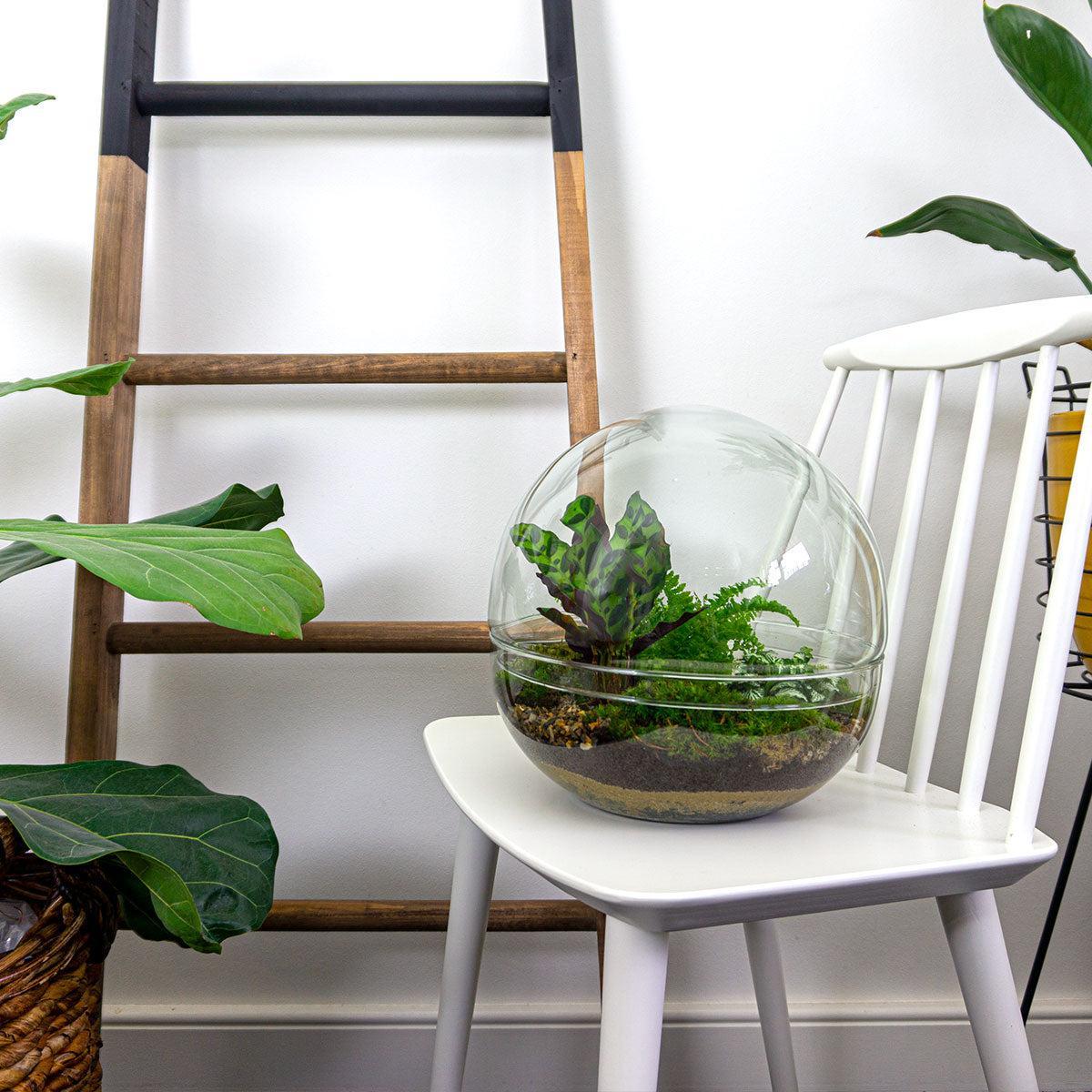 Terrarium - Dome XL bestellen