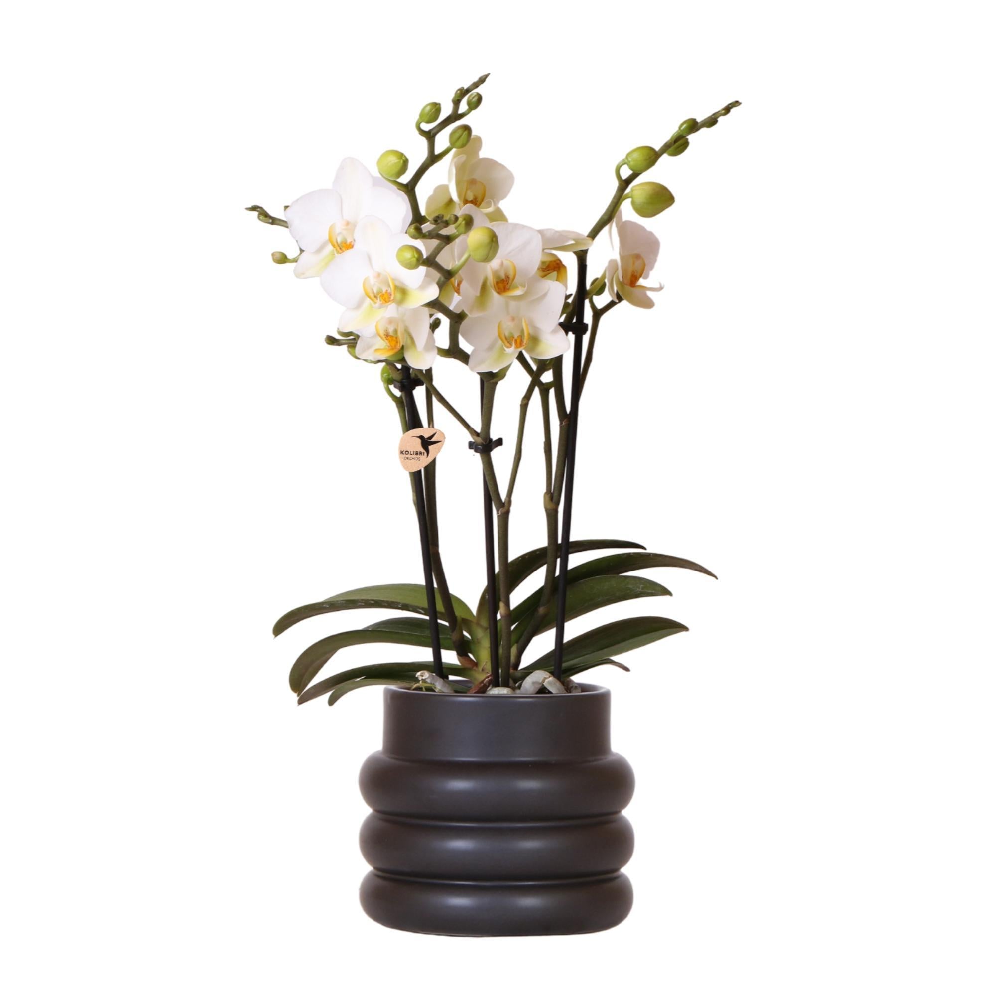 Weißen Phalaenopsis-Orchidee im schwarzen Blumentopf kaufen