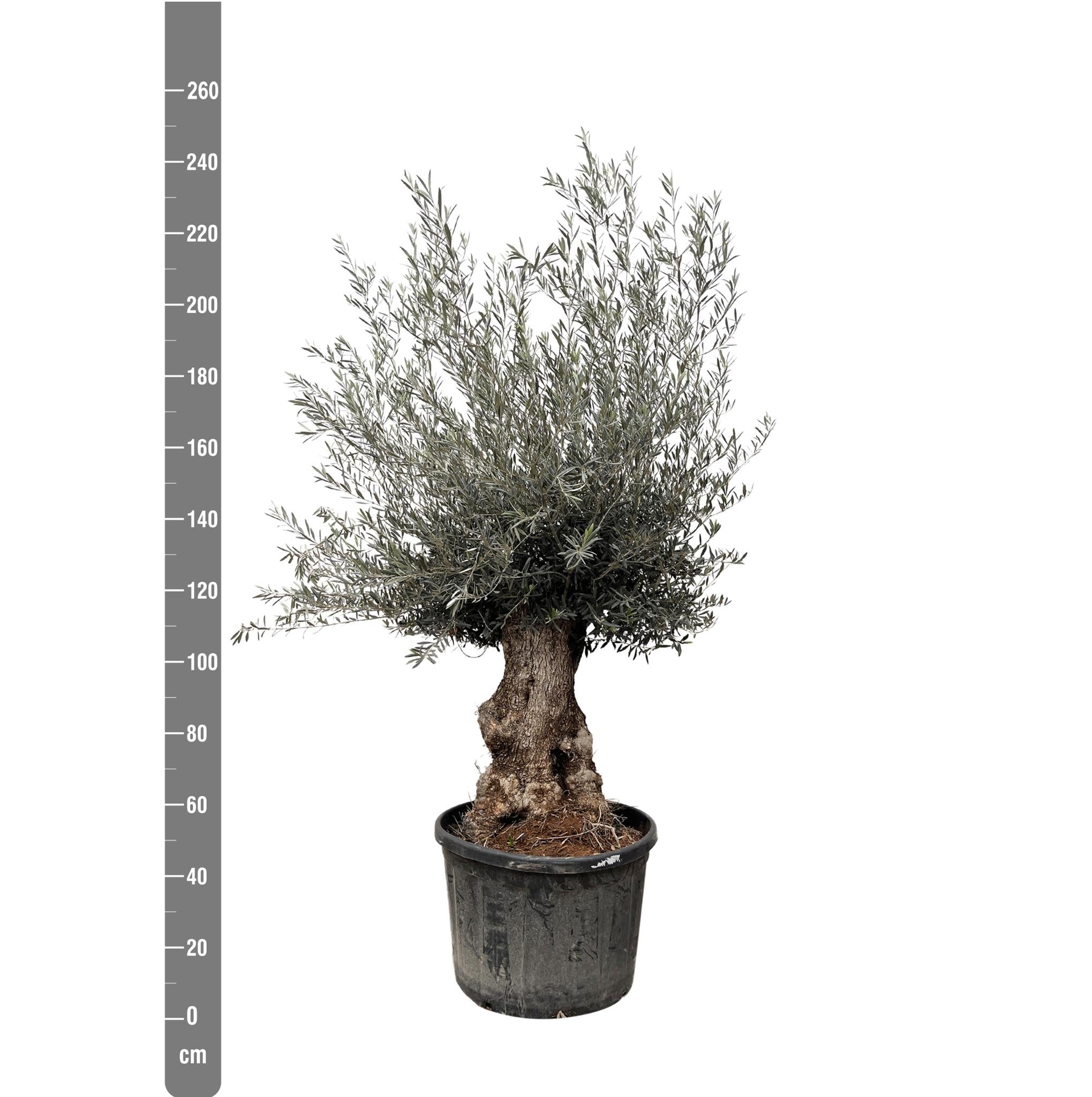 Olivenbaum bonsai xXL