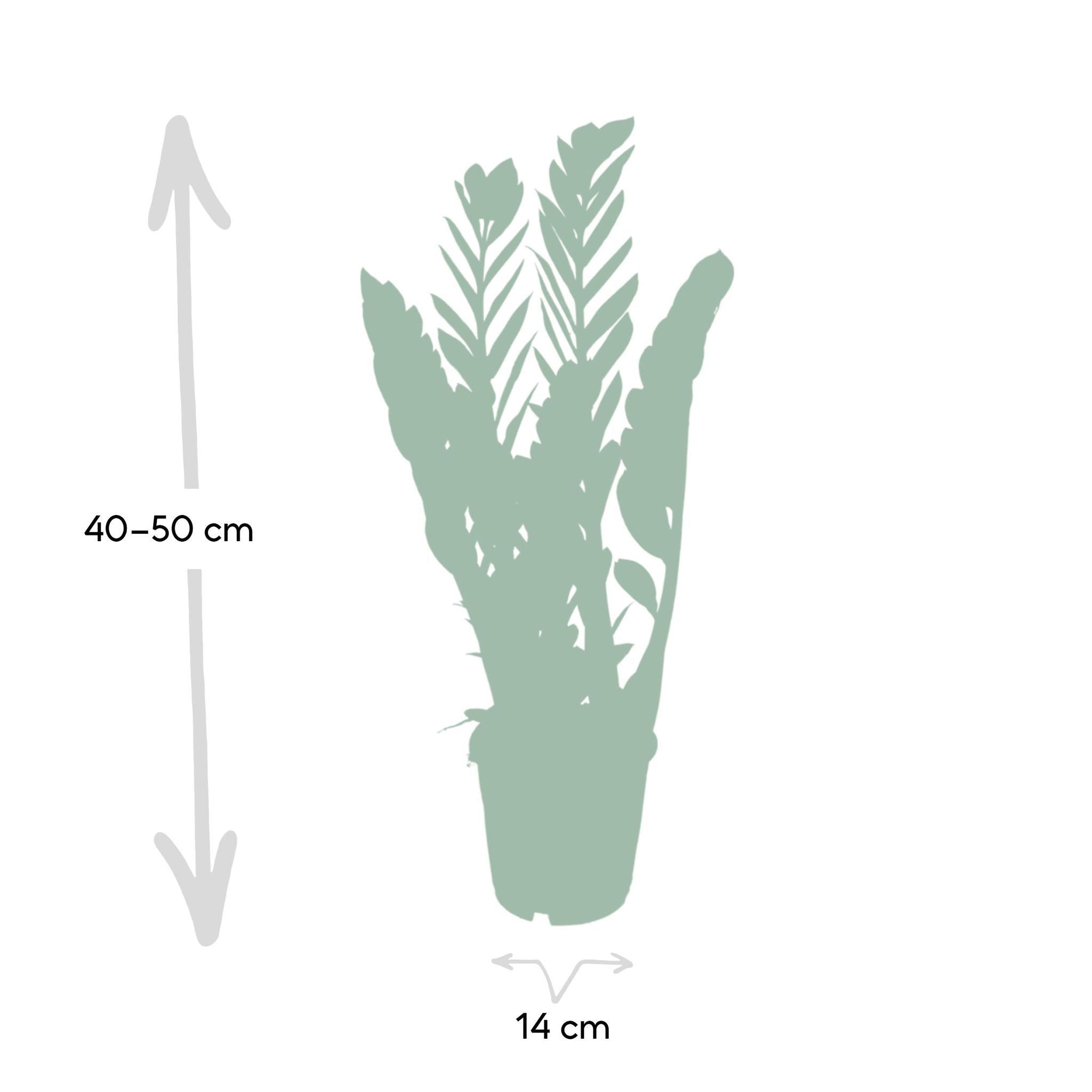 Zamioculcas Zamiifolia  50cm 