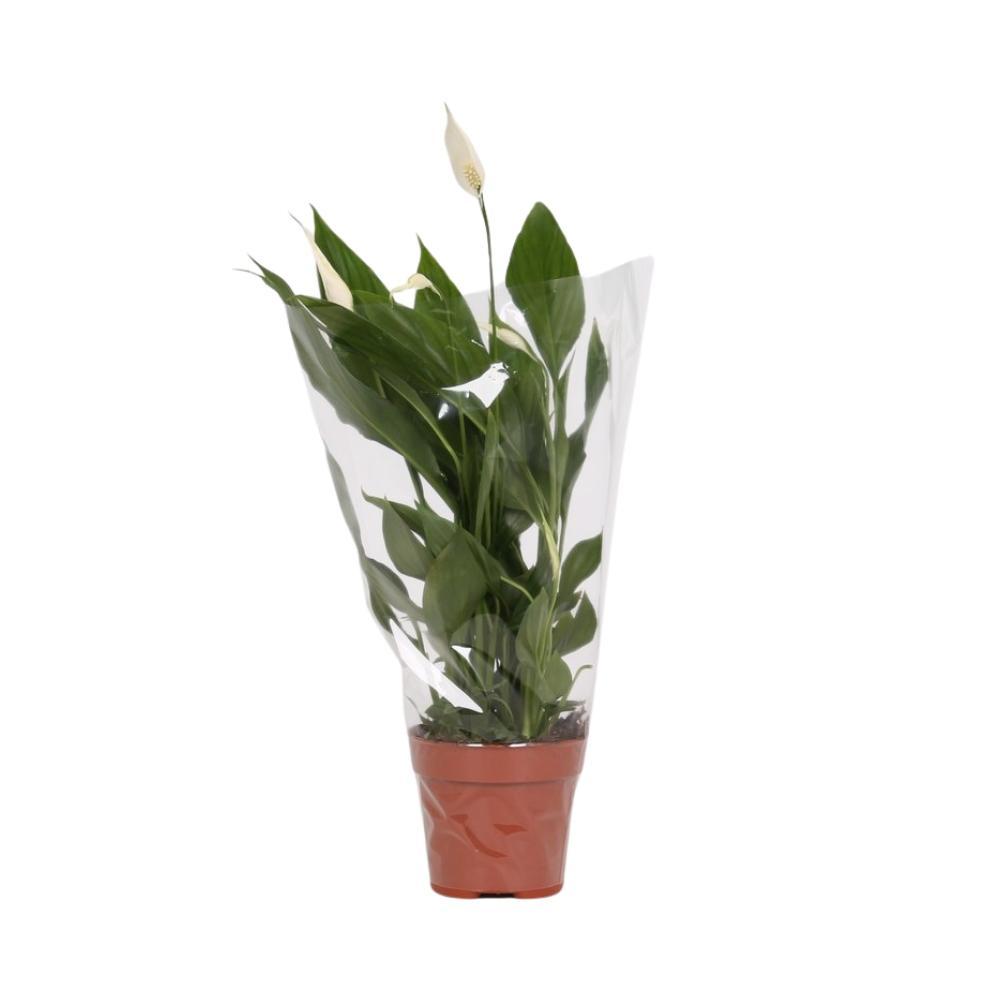 Spathiphyllum Alana kaufen