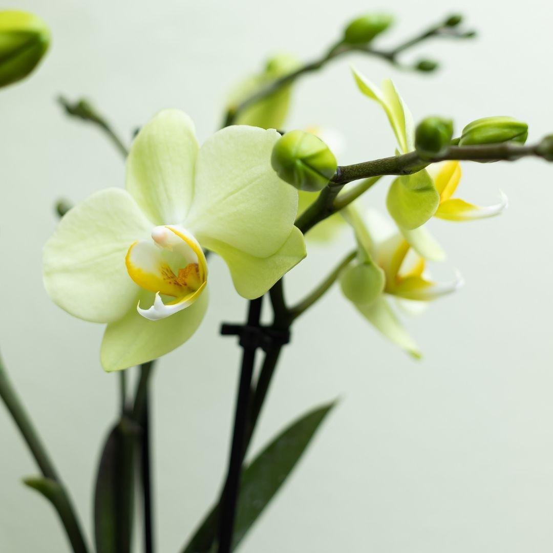 Gelbe Phalaenopsis-Orchidee online kaufen