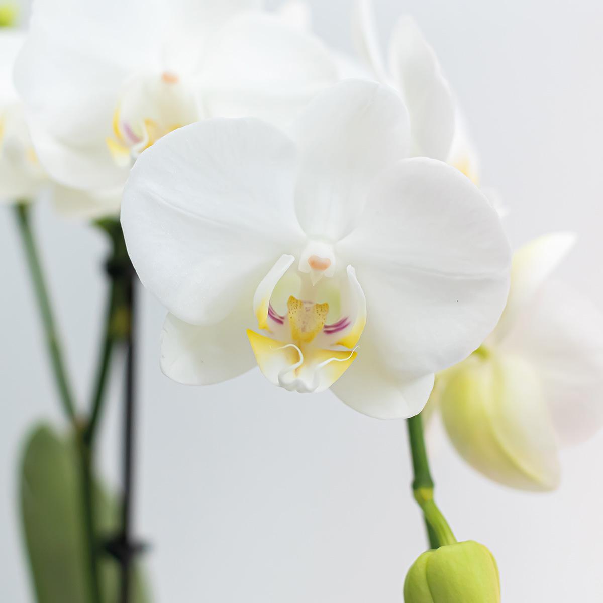 COMBI DEAL x2 weißen Phalaenopsis-Orchideen bestellen
