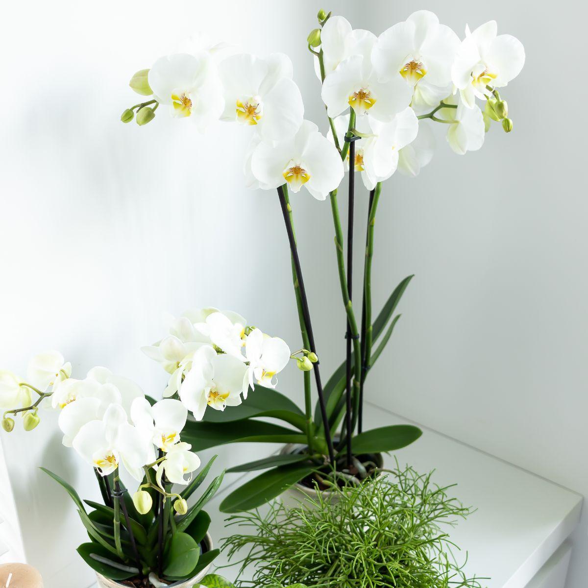 Weiß Phalaenopsis-Orchidee bestellen